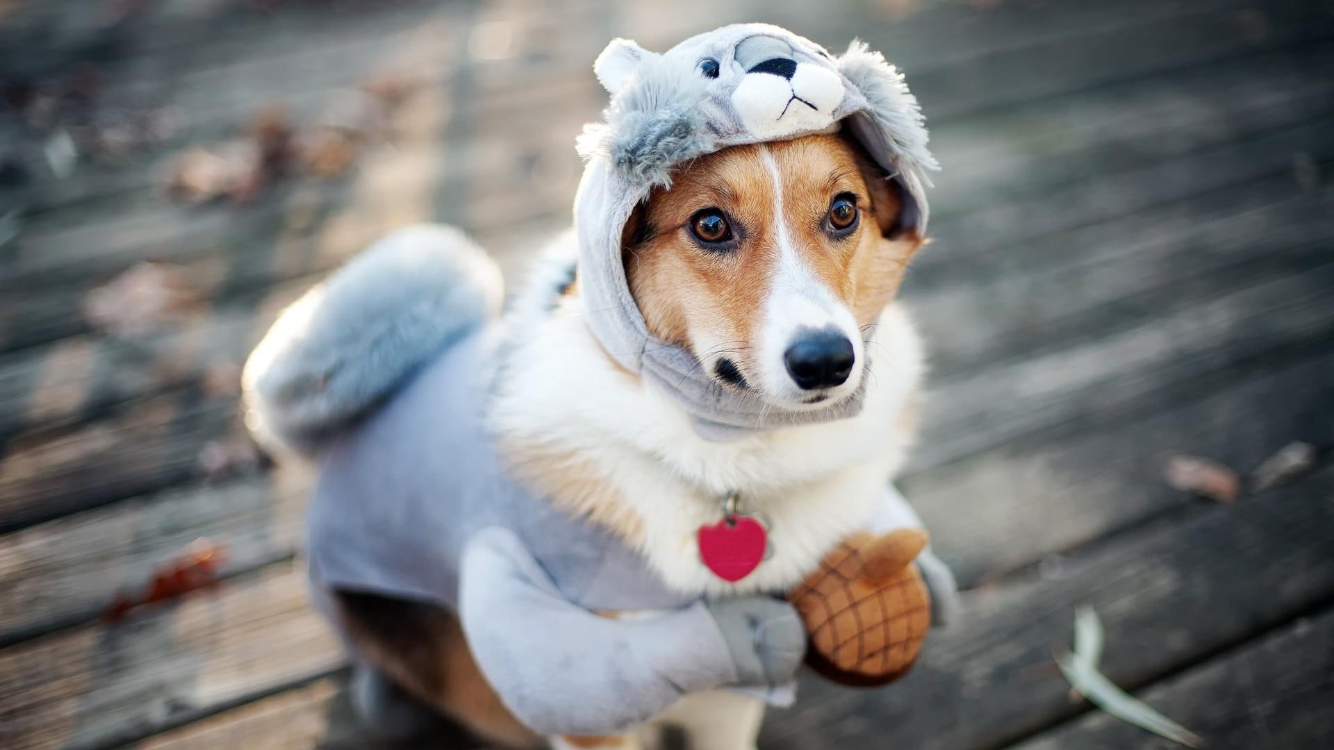 animals, white, suit, squirrel, coat, 1080P, puppy, blue, hoodie, brown, 1920x1080, dressed, dog, HD Wallpaper