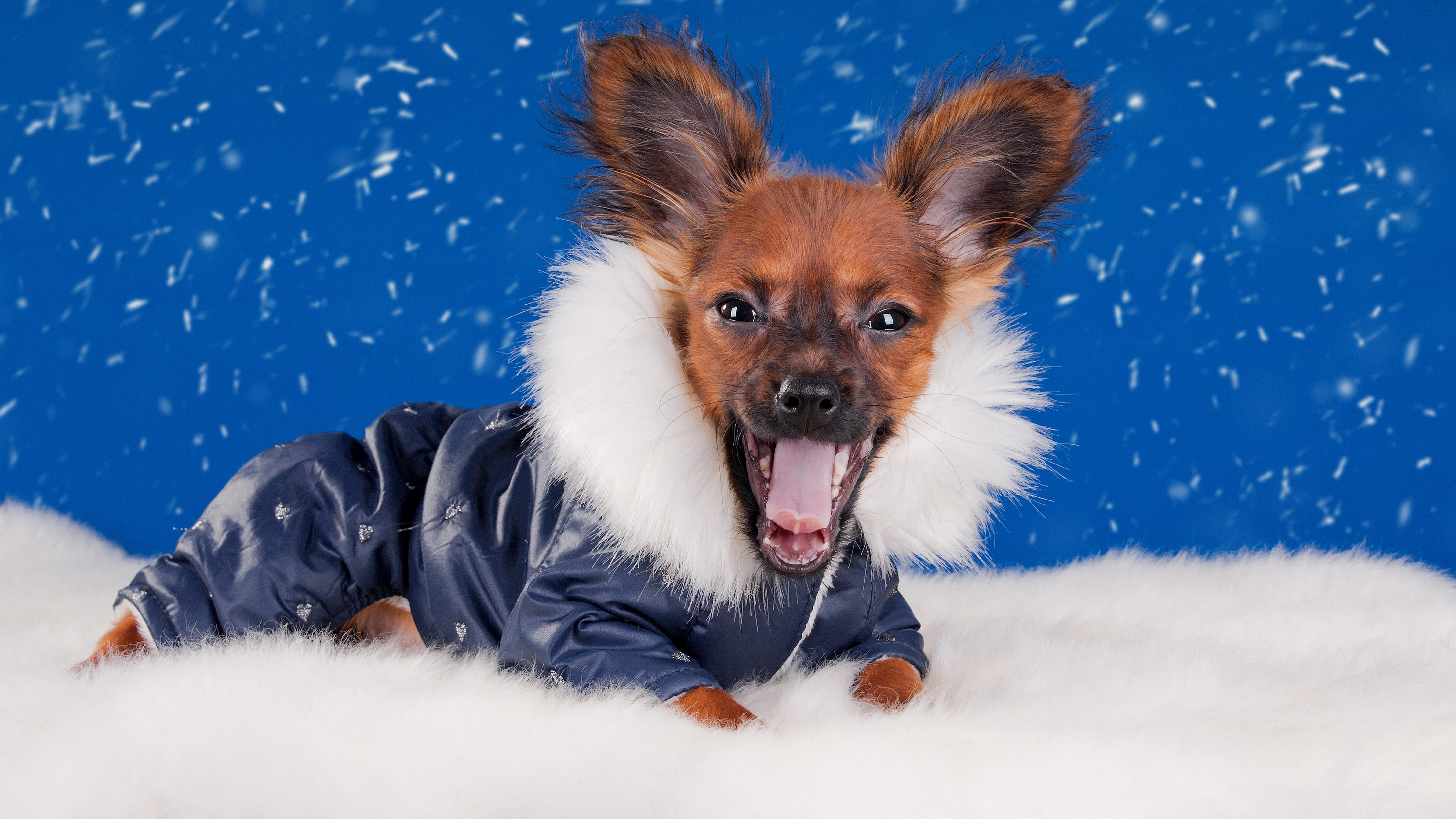 vertebrate, animal, domestic, 8K, domestic animals, mouth open, mammal, looking at camera, animal themes, dog, no people, winter, relaxation, pictures of chihuahua dog dress up, HD Wallpaper