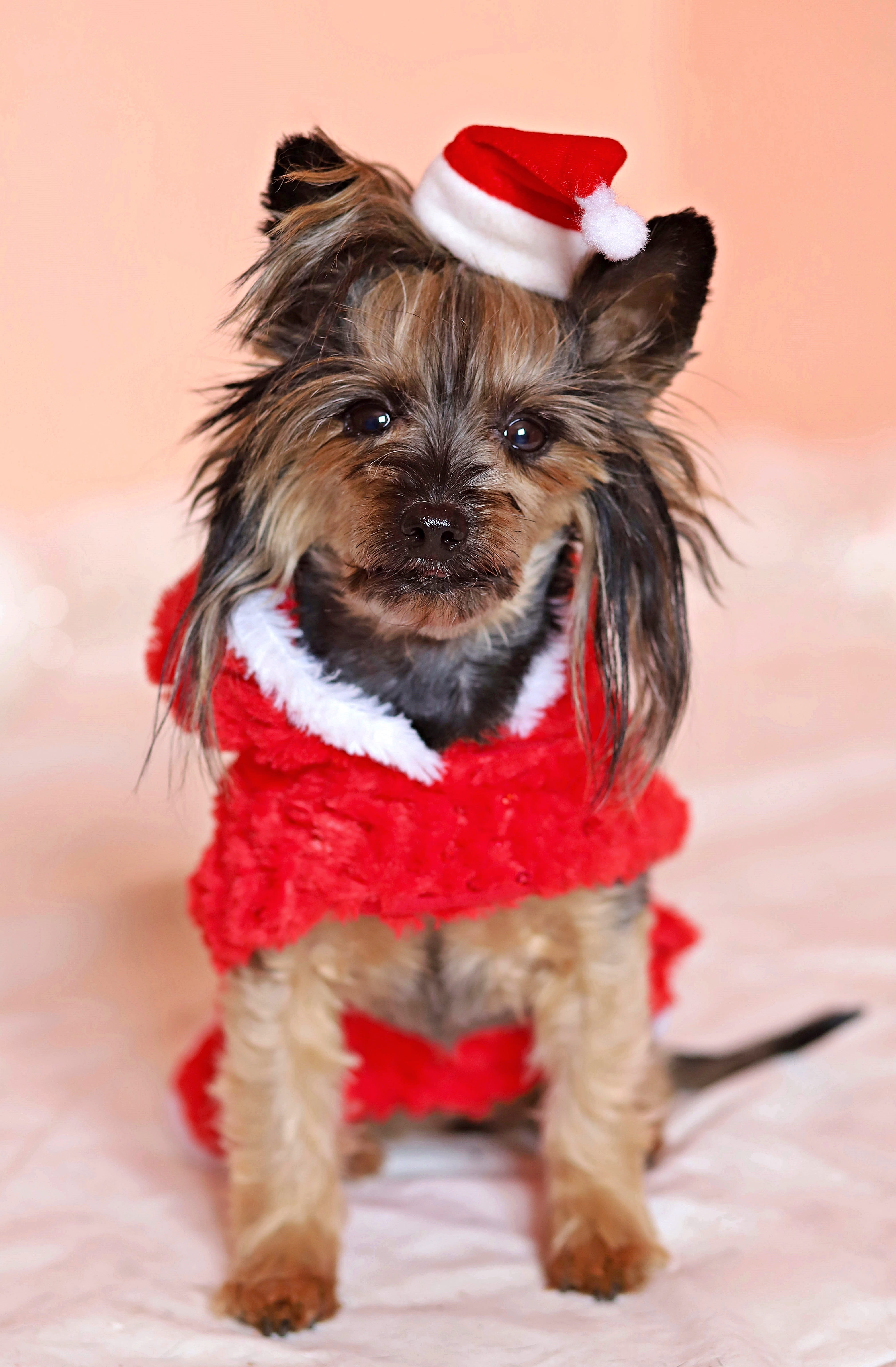 pet clothing, yorkshire terrier, santa claus, no people, dog, portrait, animal themes, indoors, dress, domestic animals, domestic, lap dog, studio shot, Phone HD Wallpaper