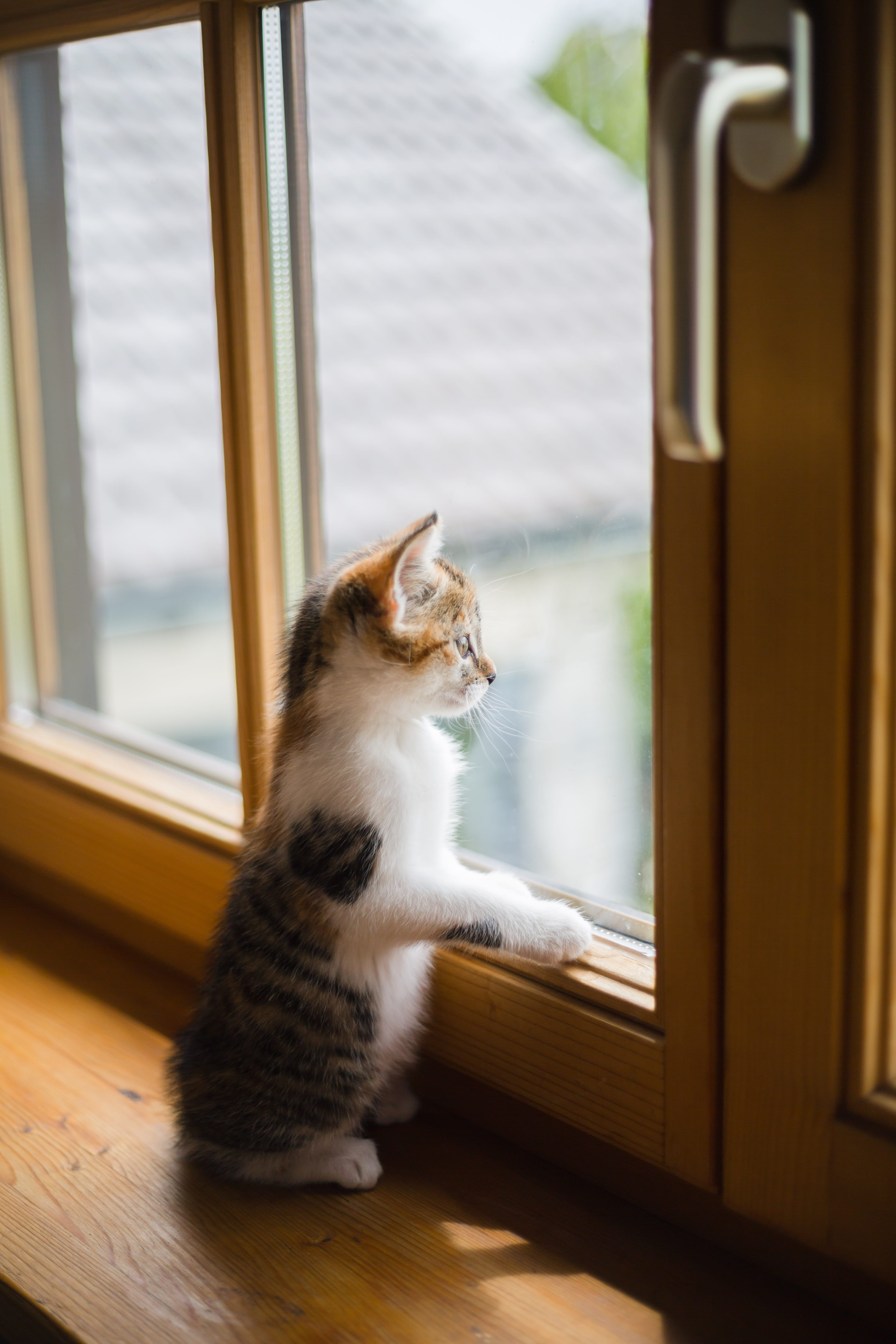 Sad, glass - material, home interior, animal themes, Window, kitten, Scratch, looking, wooden windows, no people, domestic cat, window frame, glass, door, Phone HD Wallpaper