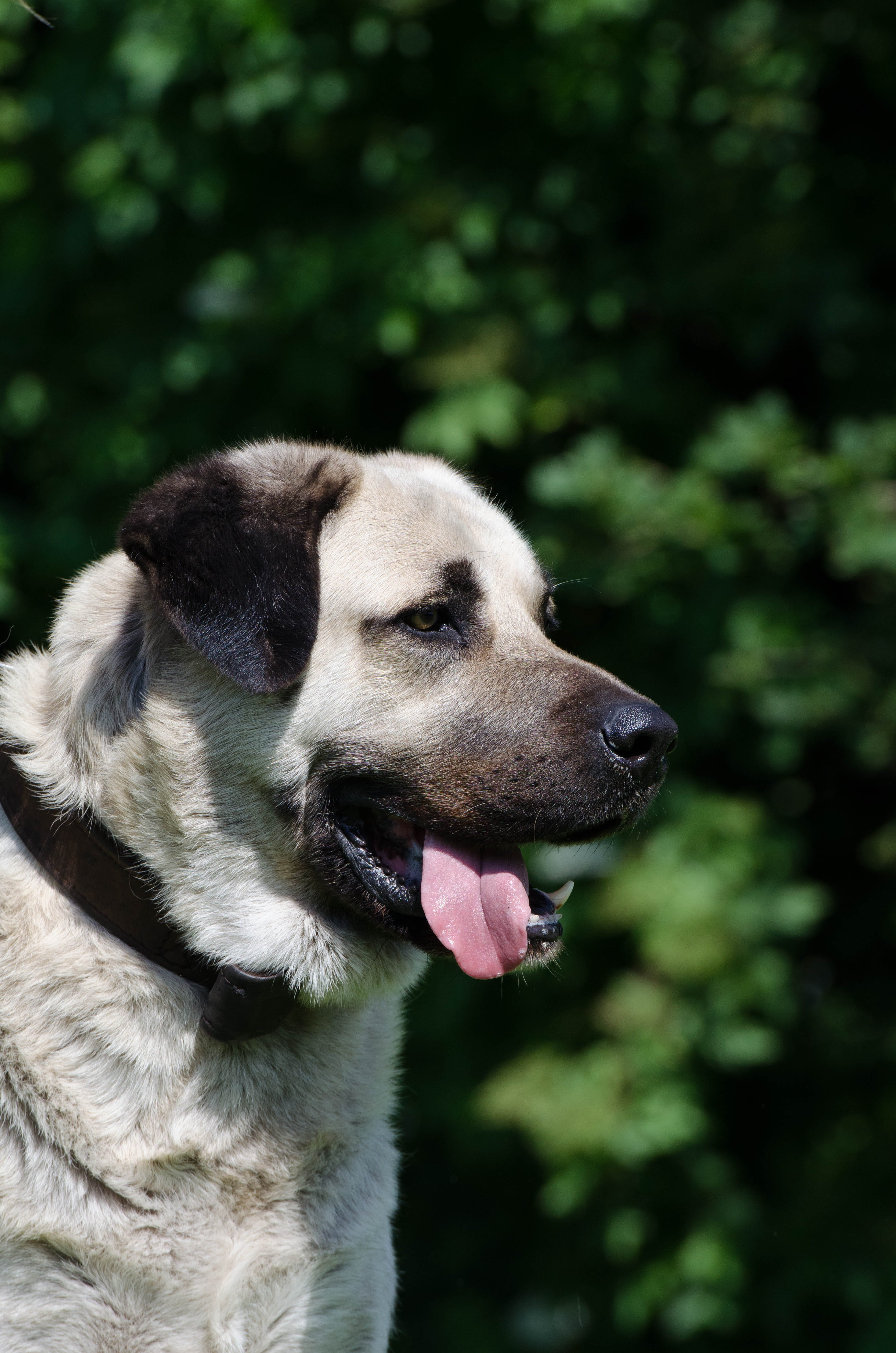 sticking out tongue, one animal, outdoors, purebred dog, vertebrate, close-up, panting, 4K, animal themes, animal body part, Kangal, animal, focus on foreground, Phone HD Wallpaper