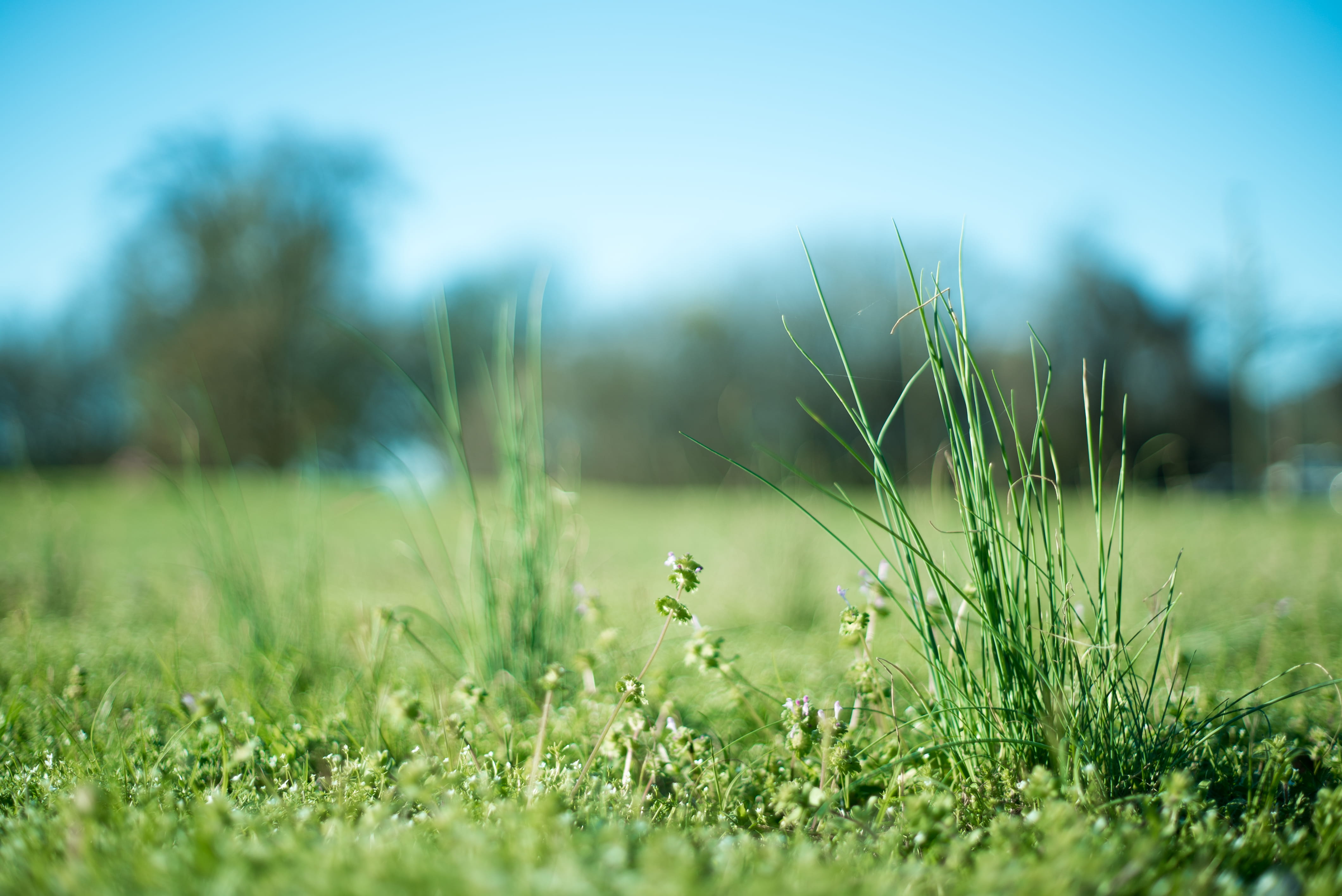 green, flowers, onion, field, blade of grass, munny sokol trail head, nature, alabama, day, plant, land, united states, freshness, sky, green color, HD Wallpaper