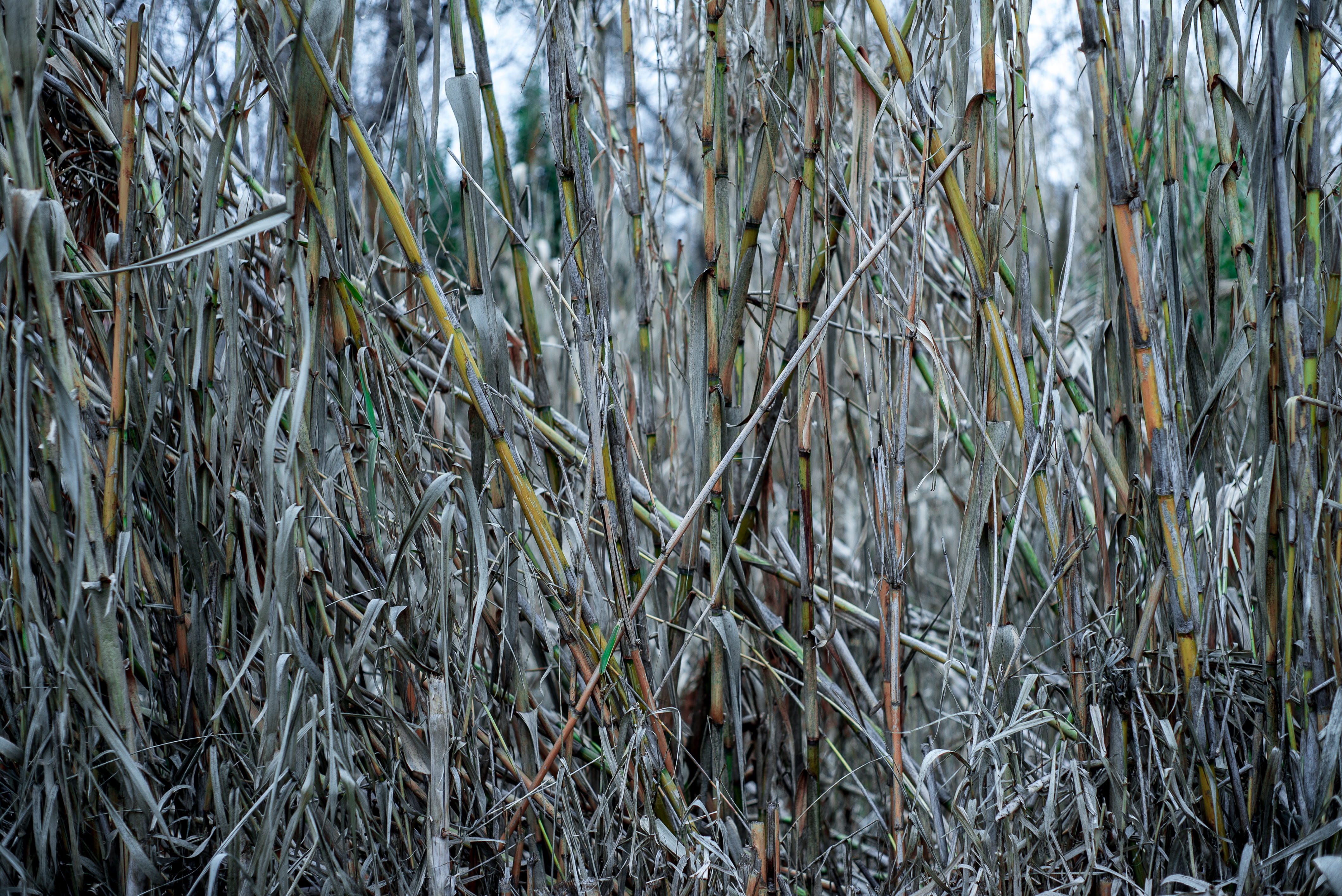 orange, green color, bamboo - plant, day, dry, united states, plant, chutes, texture, growth, green, bamboo, tranquility, outdoors, yellow, land, nature, HD Wallpaper