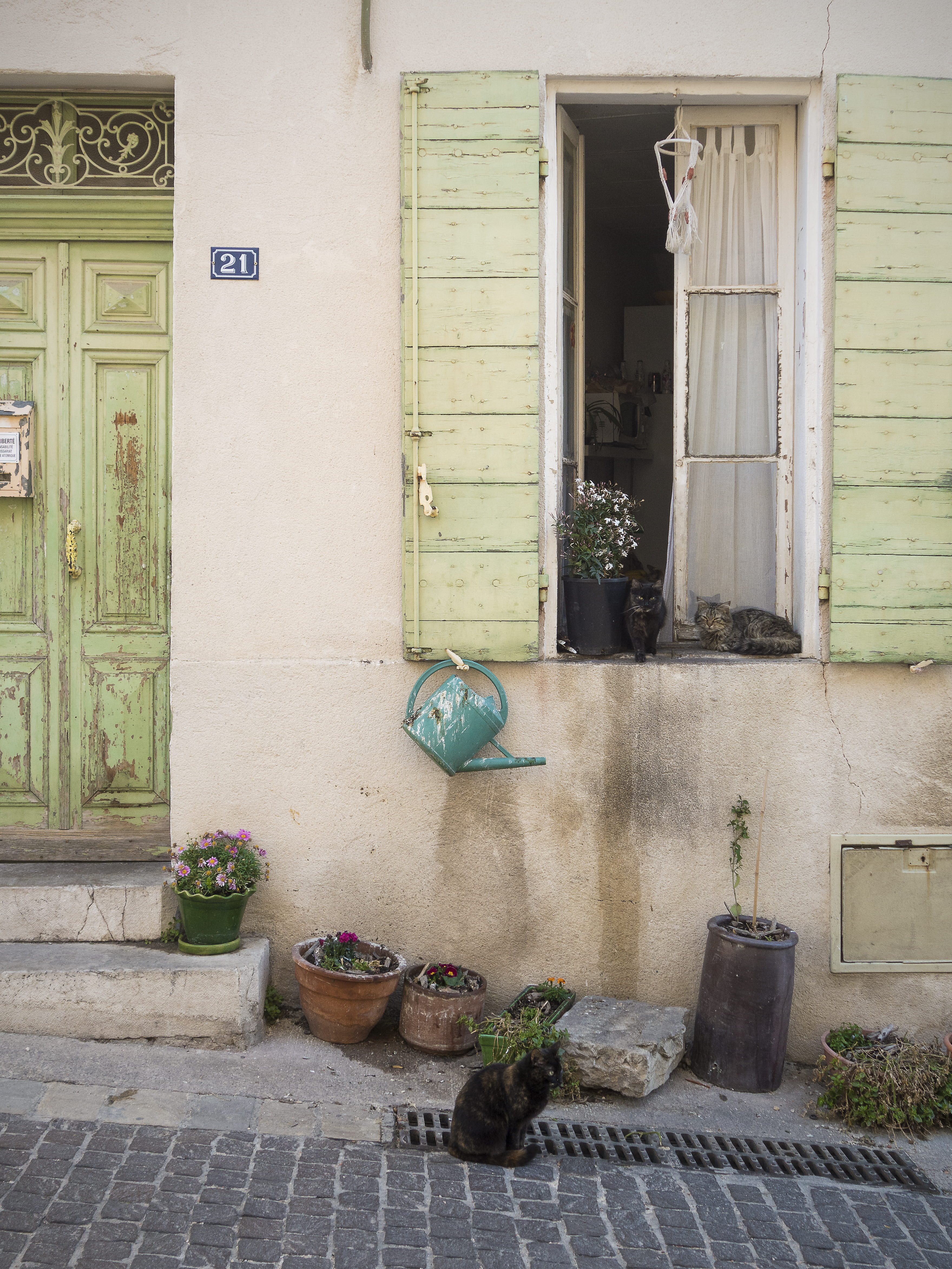 potted plant, door, house, window, outdoors, open, nature, riviera, day, building exterior, country, residential district, french, cats, flower, flower pot, Phone HD Wallpaper