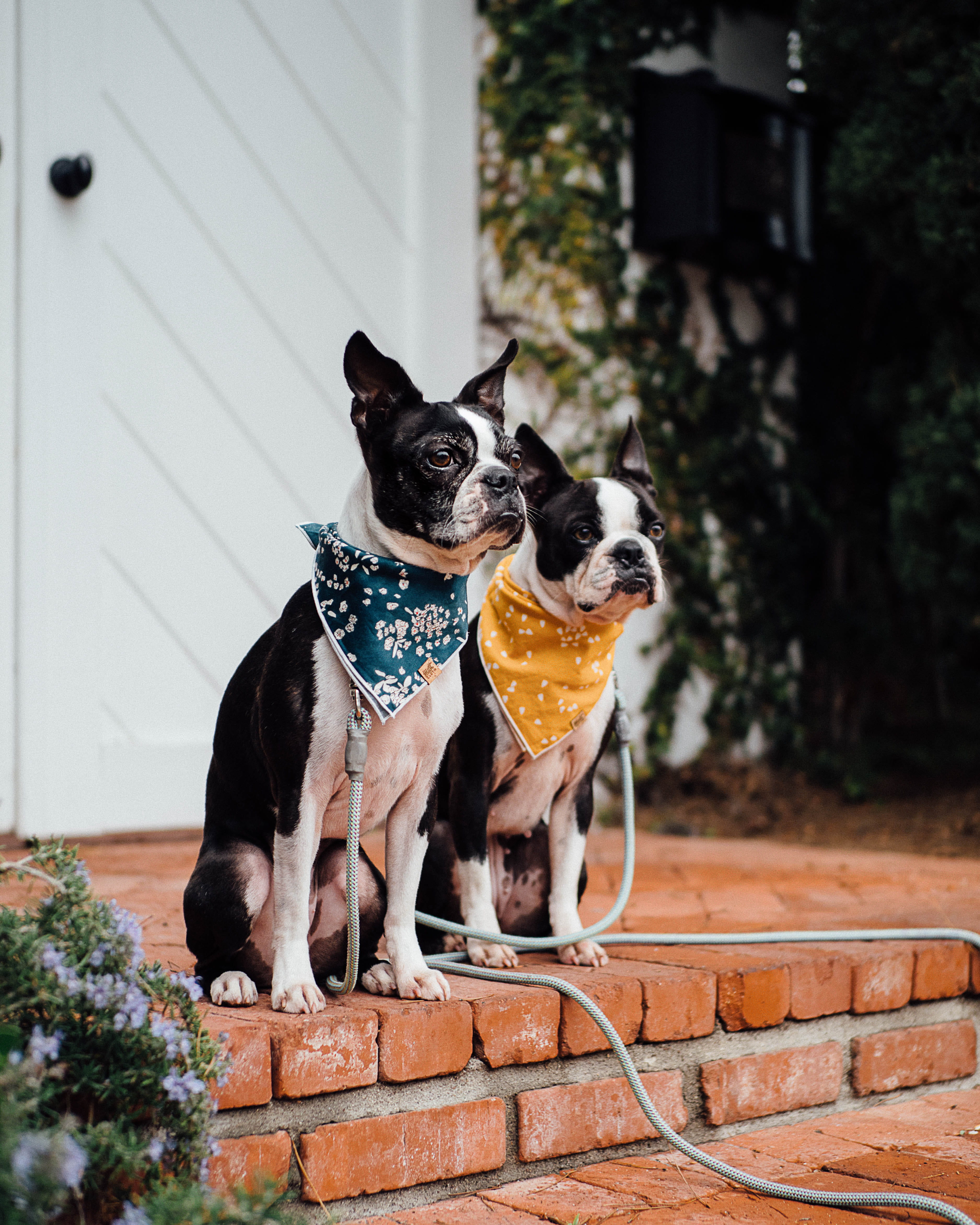 building exterior, bulldogs, sitting, one animal, domestic animals, vertebrate, pets, focus on foreground, two, dog, animal, animal themes, built structure, Phone HD Wallpaper
