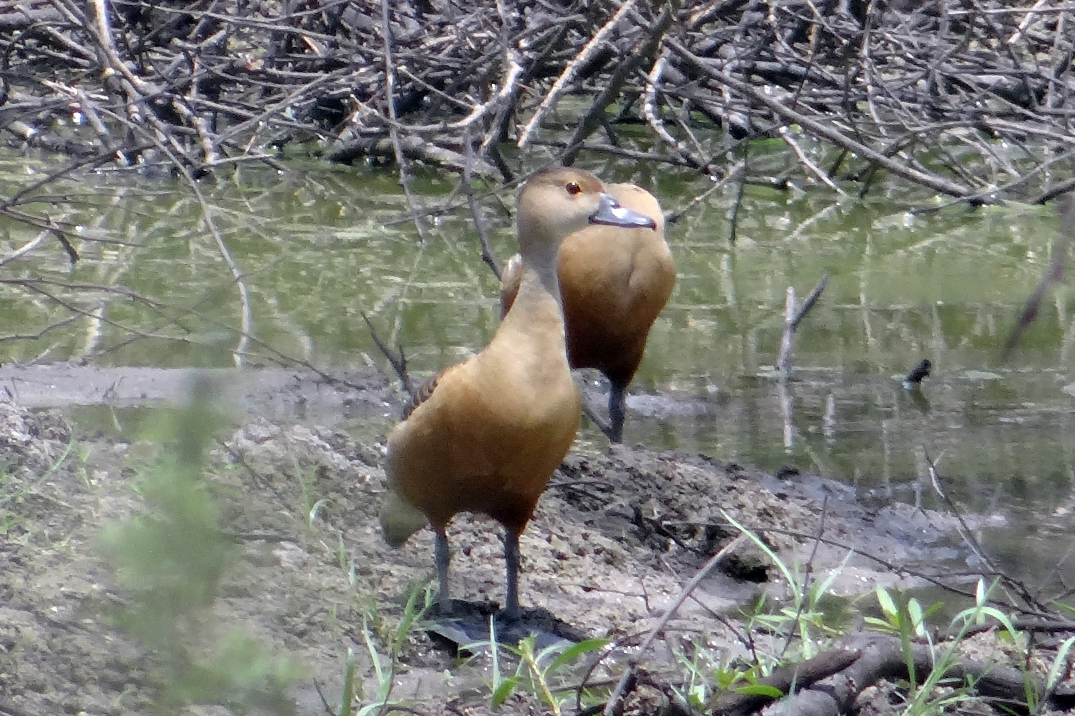 lesser whistling duck, outdoors, bharatpur national park, perching, lesser whistling teal, plant, indian whistling duck, beak, bird sanctuary, day, wildlife, HD Wallpaper