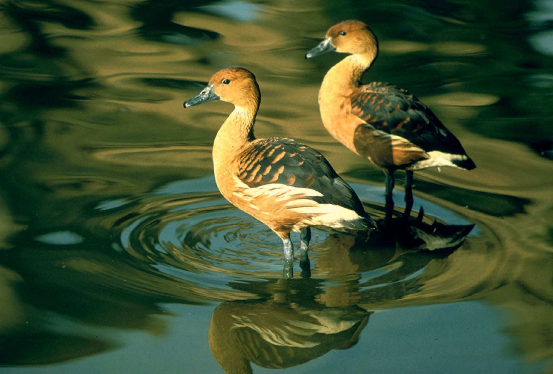 animal family, water, animal themes, duck, day, standing, group of animals, beak, lake, reflection, bird, 1080P, waterfront, brown, animals in the wild, HD Wallpaper
