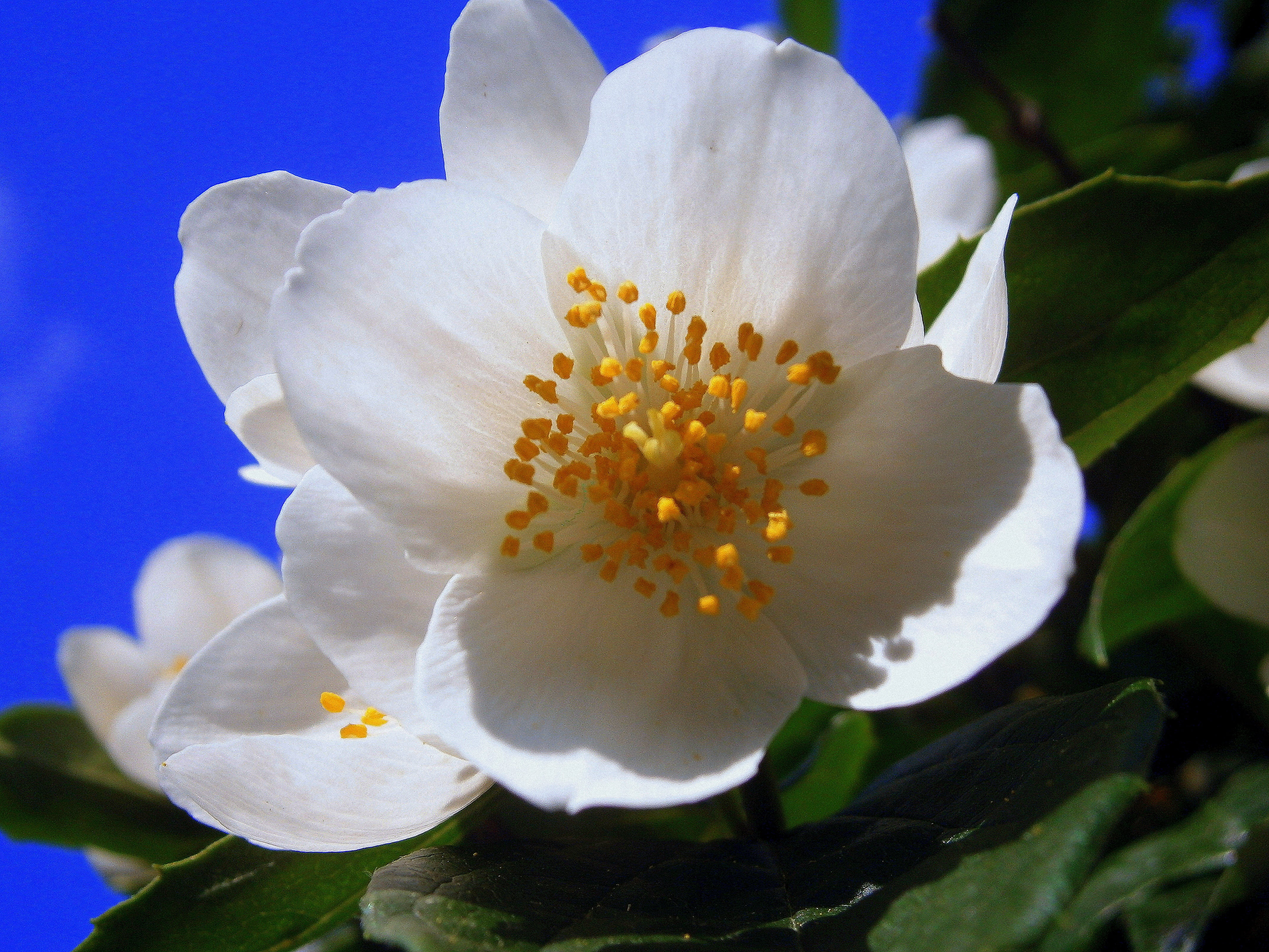 fragrance, white color, flower fullness, leaf, inflorescence, blossoms, freshness, light, outdoors, white, bloom, bright, flora, blossom, botany, philadelphus coronary, HD Wallpaper