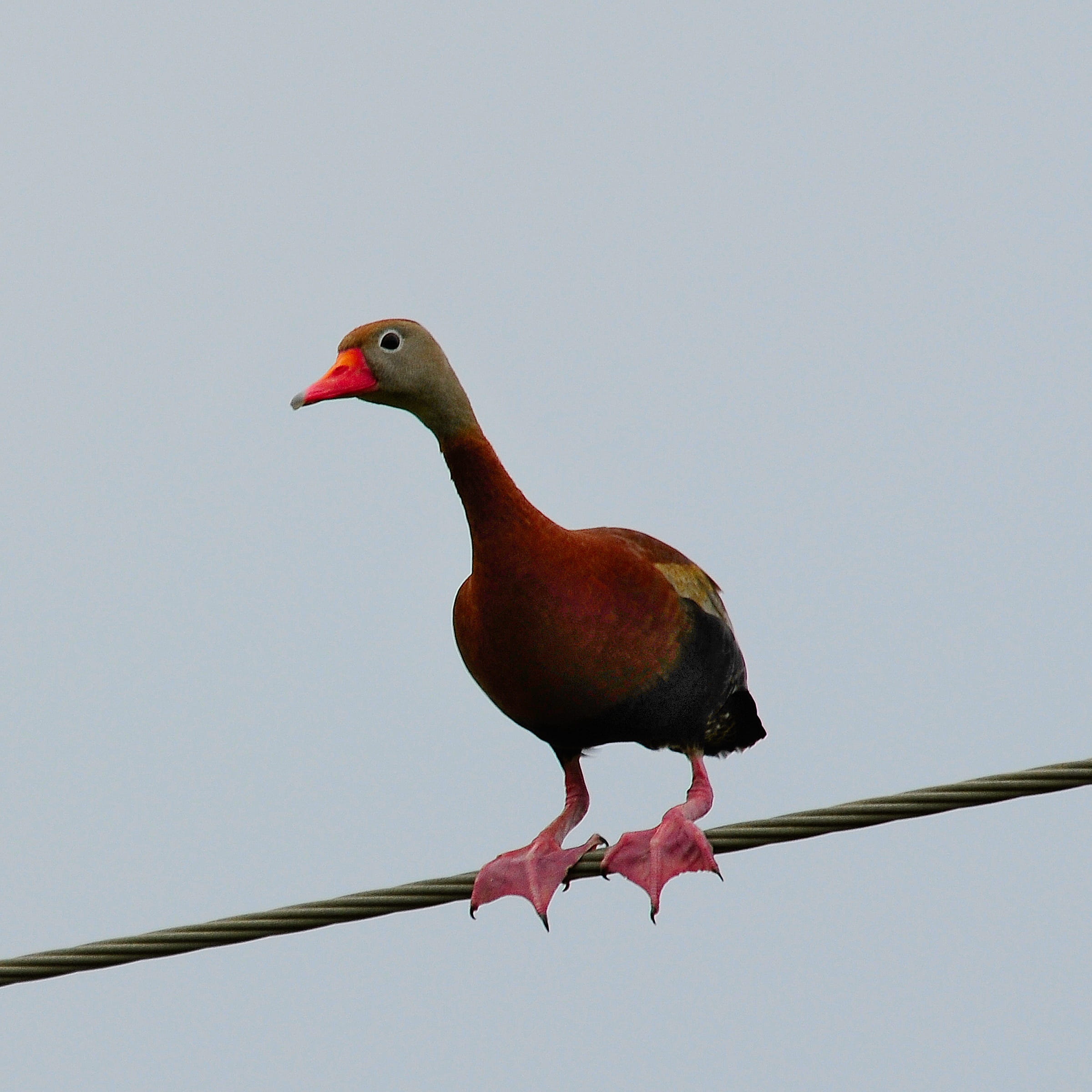 fowl, animal wildlife, animal themes, animals in the wild, day, Black Bellied Whistling Duck, feathered, wildlife, vertebrate, outdoor, red, no people, Phone HD Wallpaper