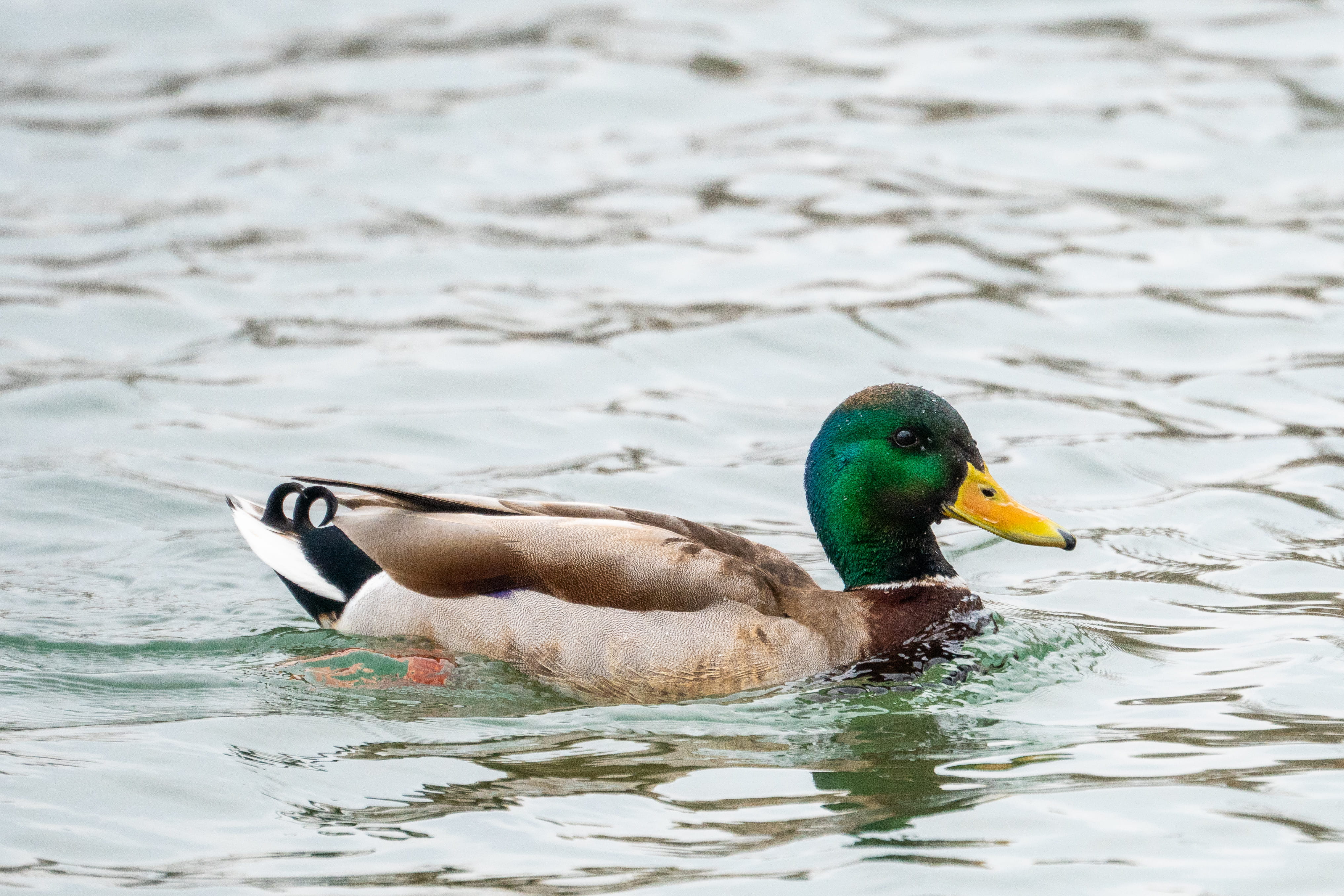 one animal, waterfowl, mandarin duck, bird, day, zoo, 4K, lake, fowl, animals in the wild, animal, duck, animal wildlife, apparel, mallard duck, mallard, HD Wallpaper