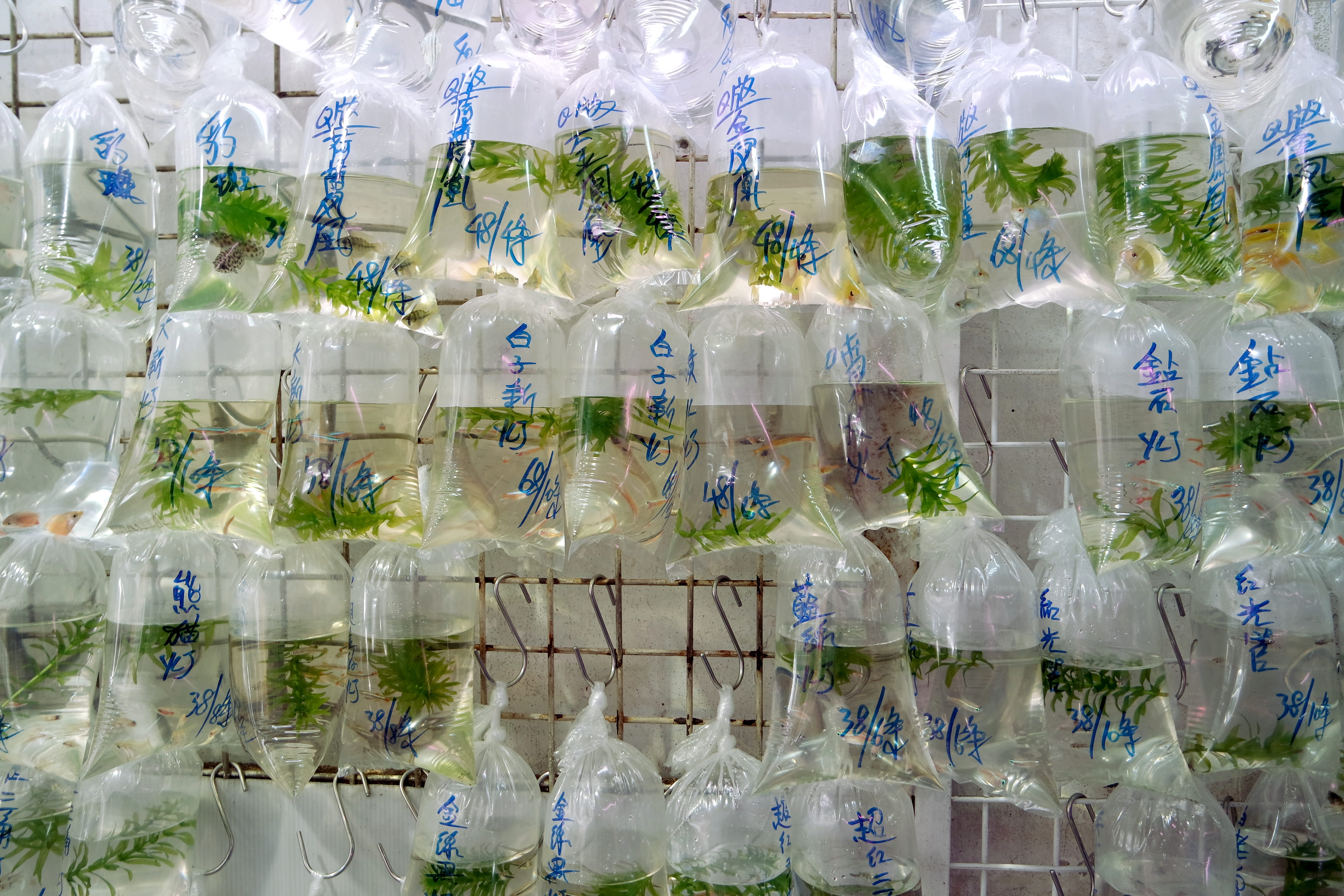 in a row, transparent, healthcare and medicine, collection, fish, repetition, 5K, glass - material, nature, goldfish, hong kong, wrapped, large group of objects, HD Wallpaper