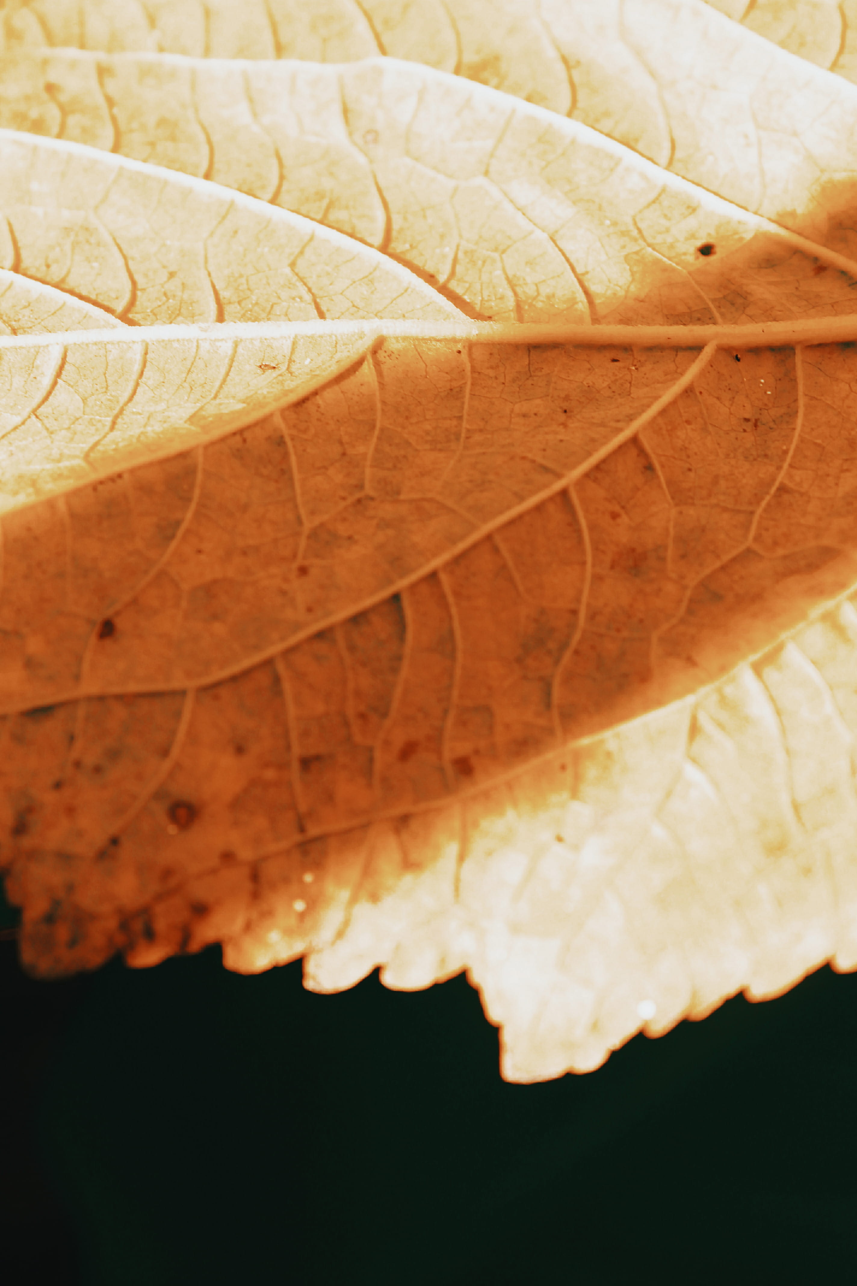 necktie, dragonfly, change, natural condition, beauty in nature, outdoors, invertebrate, nature, accessories, leaf, day, plant part, autumn, animal, maple leaf, Phone HD Wallpaper