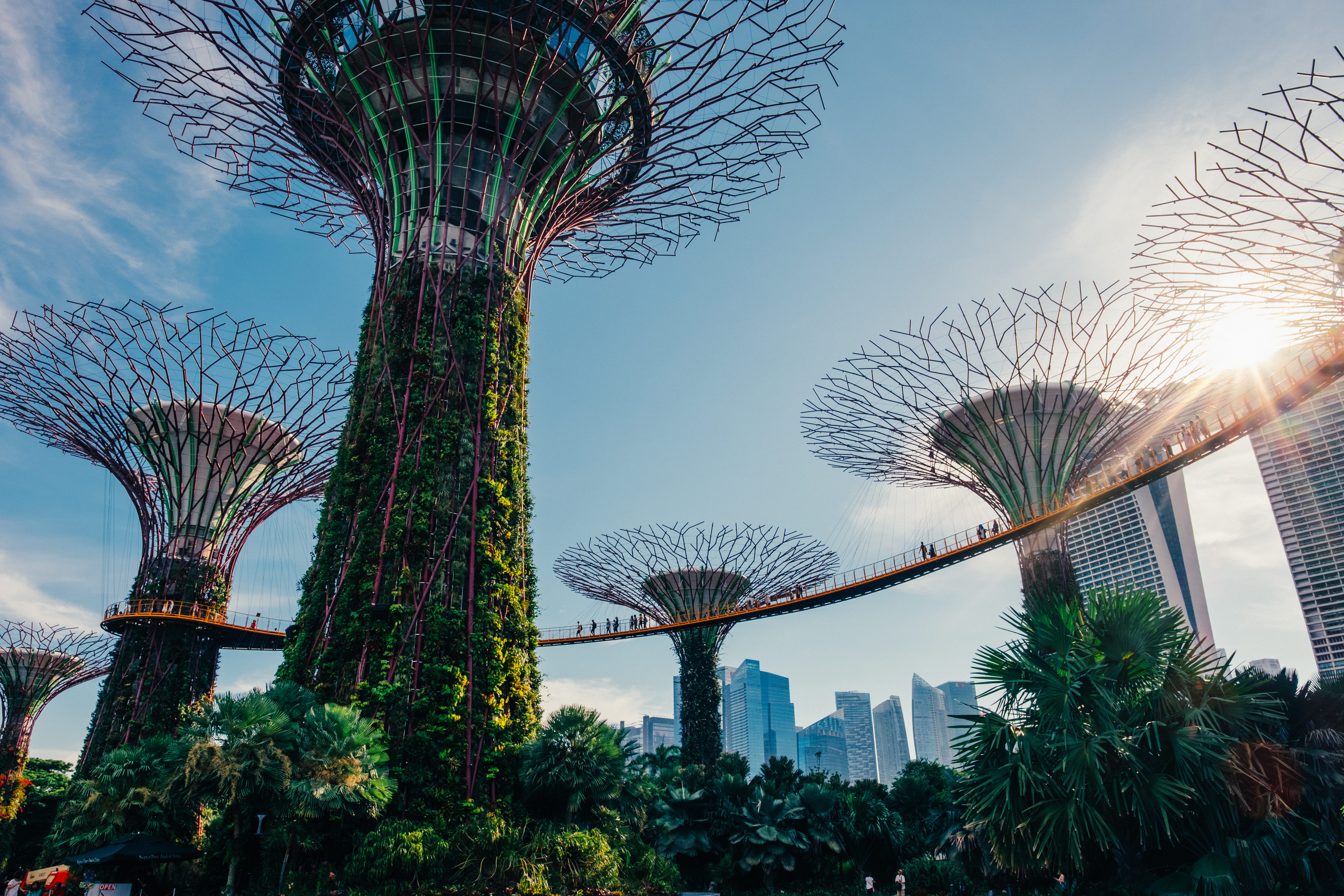 singapore, machine, amusement park ride, roller coaster, blossom, spoke, coaster, tree, amusement park, vegetation, theme park, nature, gardens, travel, HD Wallpaper
