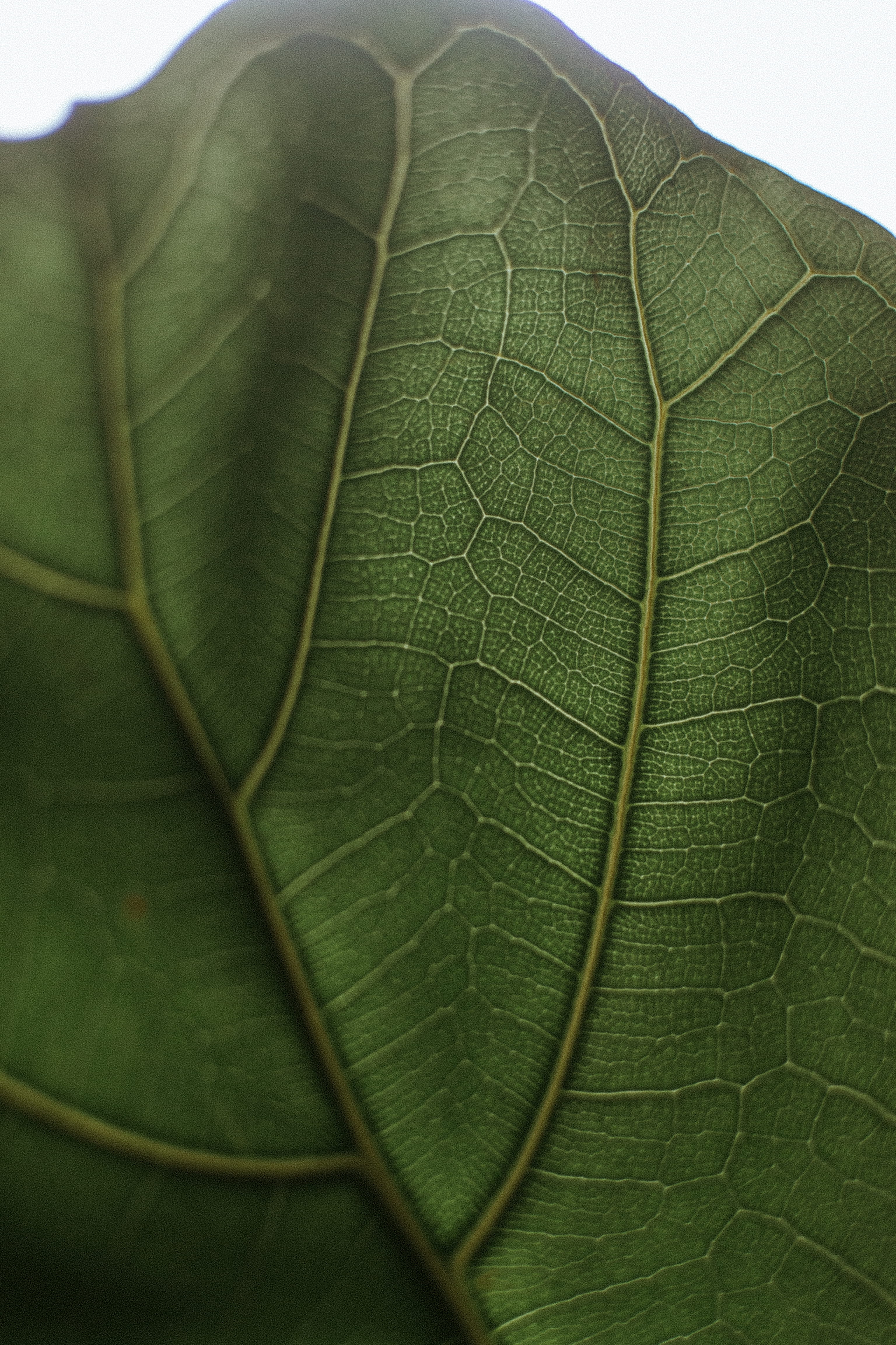 iris, wool, blossom, textured, invertebrate, contact lens, clock, beauty in nature, day, tranquility, maple leaf, plant part, veins, tick, pattern, plastic wrap, Phone HD Wallpaper