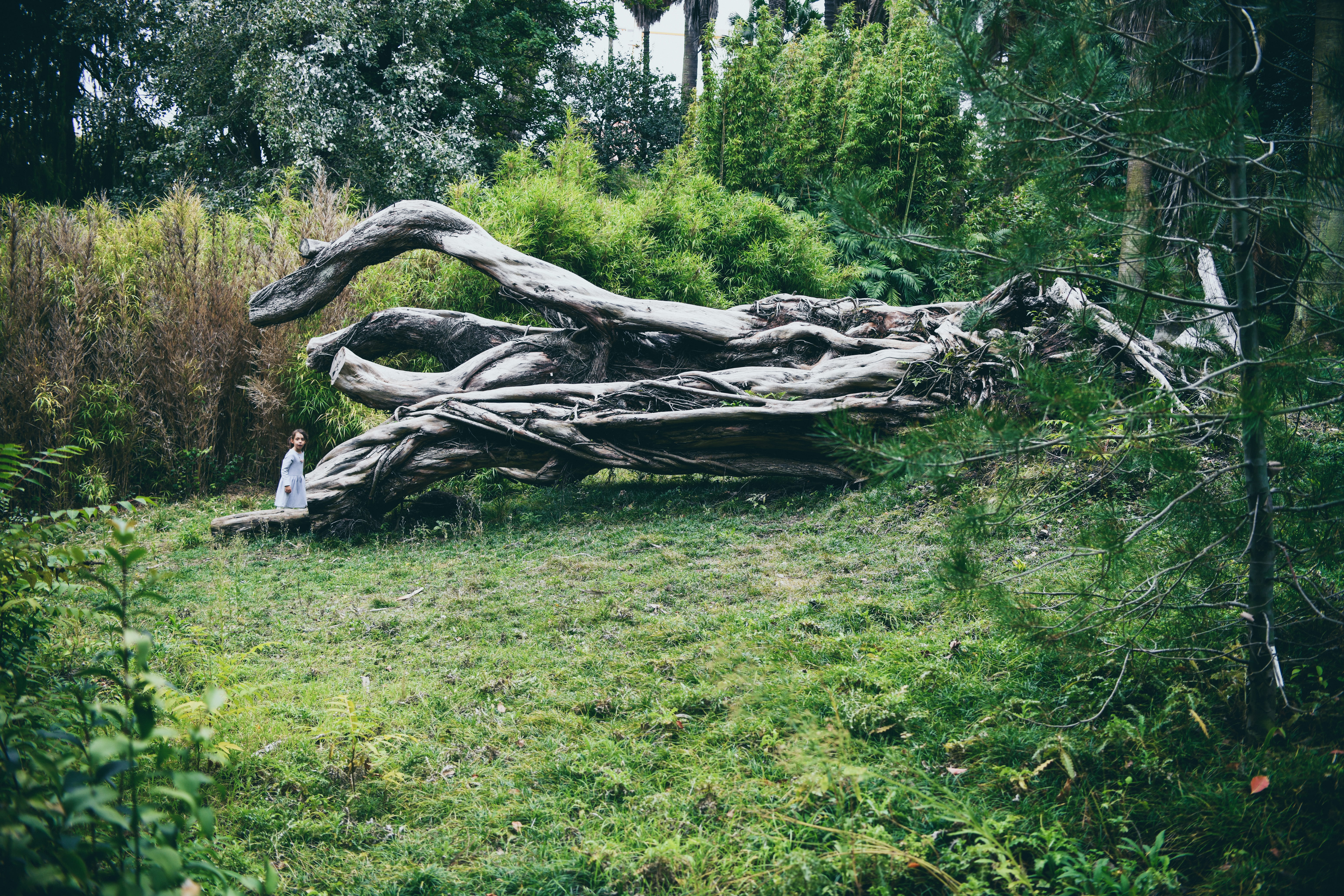 5K, person, human, no people, root, field, nature, ground, land, moss, trunk, forest, wood, animal, tree trunk, wood - material, bird, timber, stem, growth, HD Wallpaper