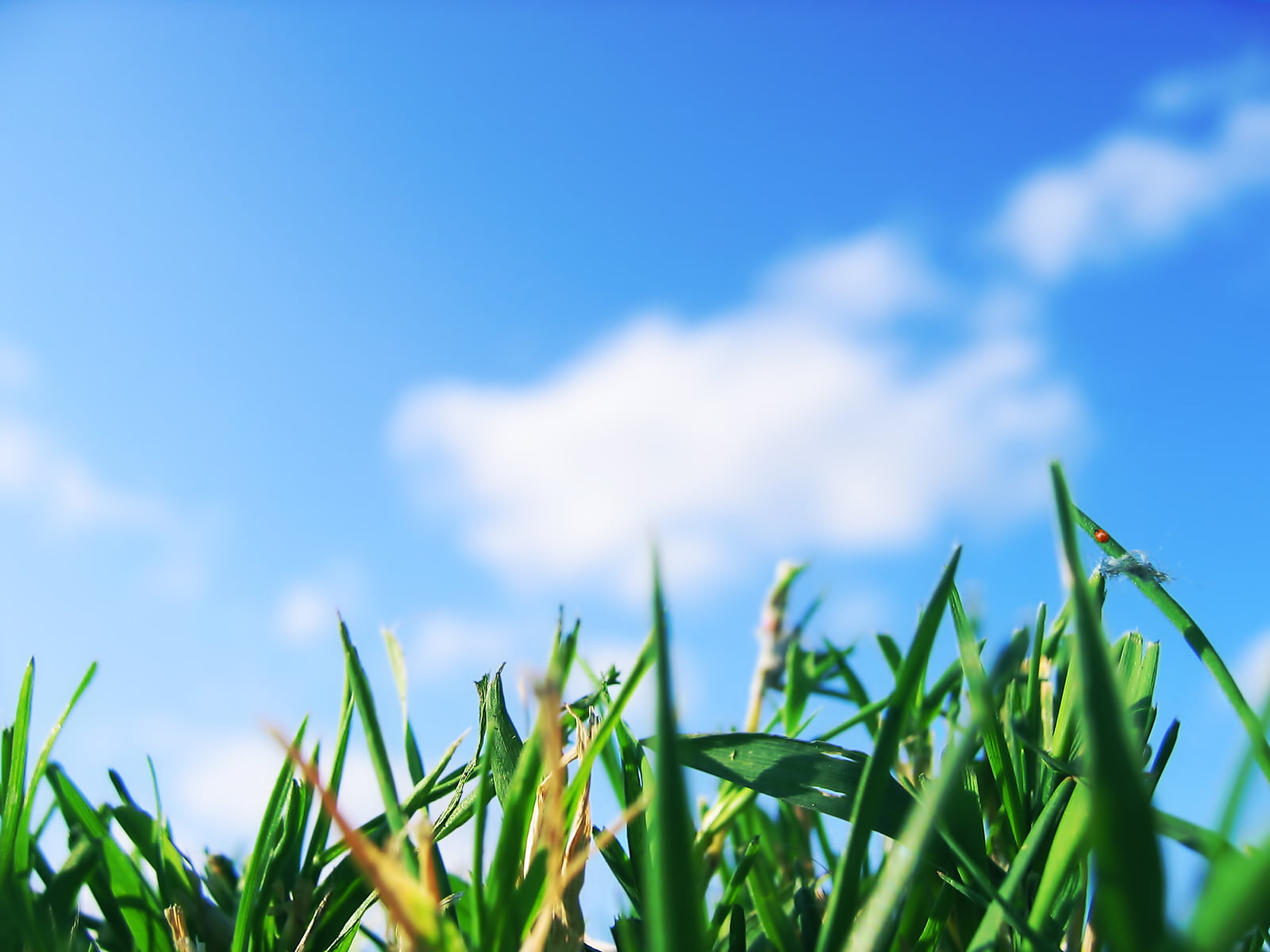 depth of field, worms eye view, land, 720P, outdoors, plants, cloud - sky, landscape, green, grass, nature, cereal plant, clouds, close-up, beauty in nature, HD Wallpaper