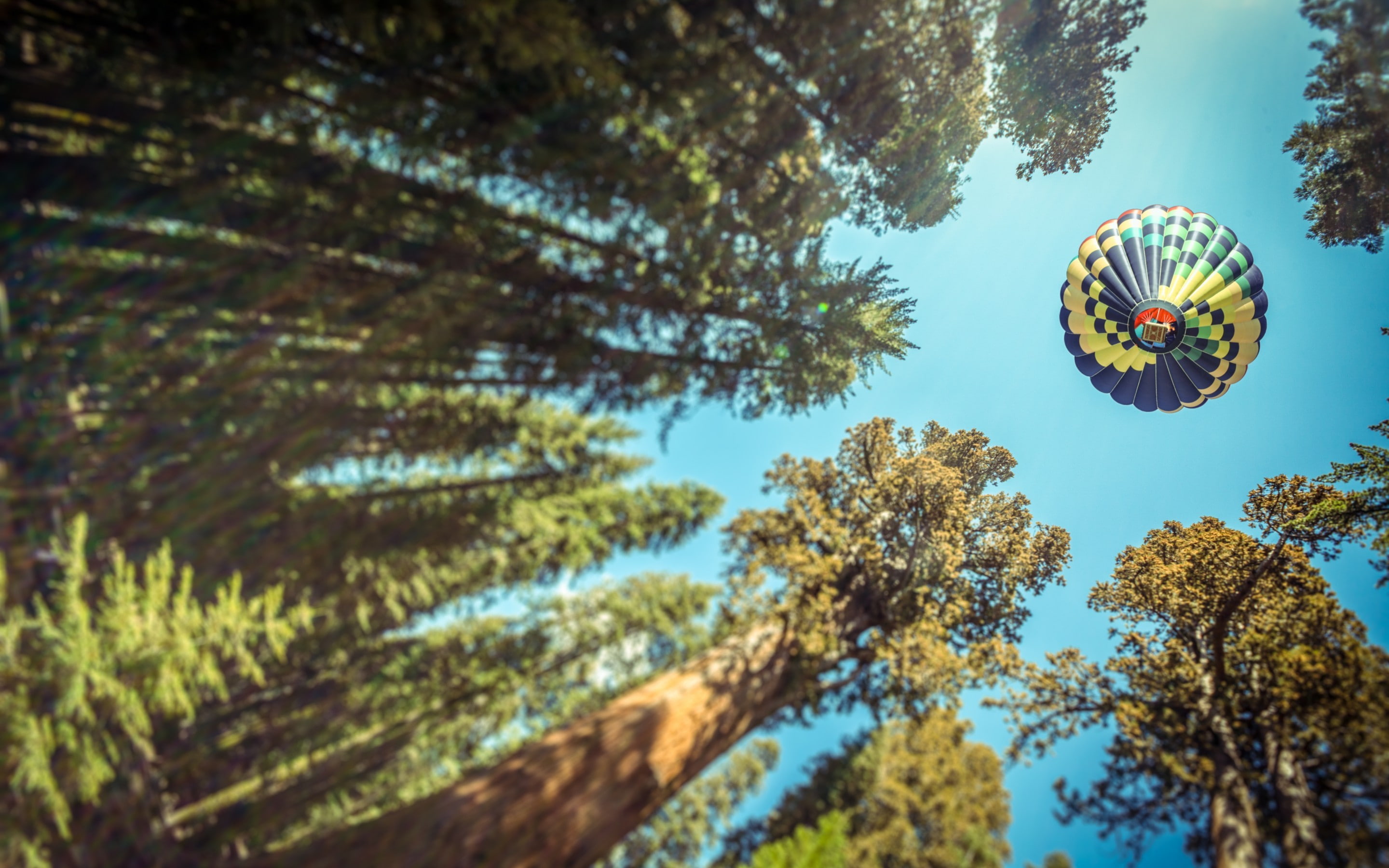 balloons, air, nature, view, pine, hot, depth, s, worms eye view, eye, sky, pine trees, trees, worm, forest, field, depth of field, 2K, HD Wallpaper