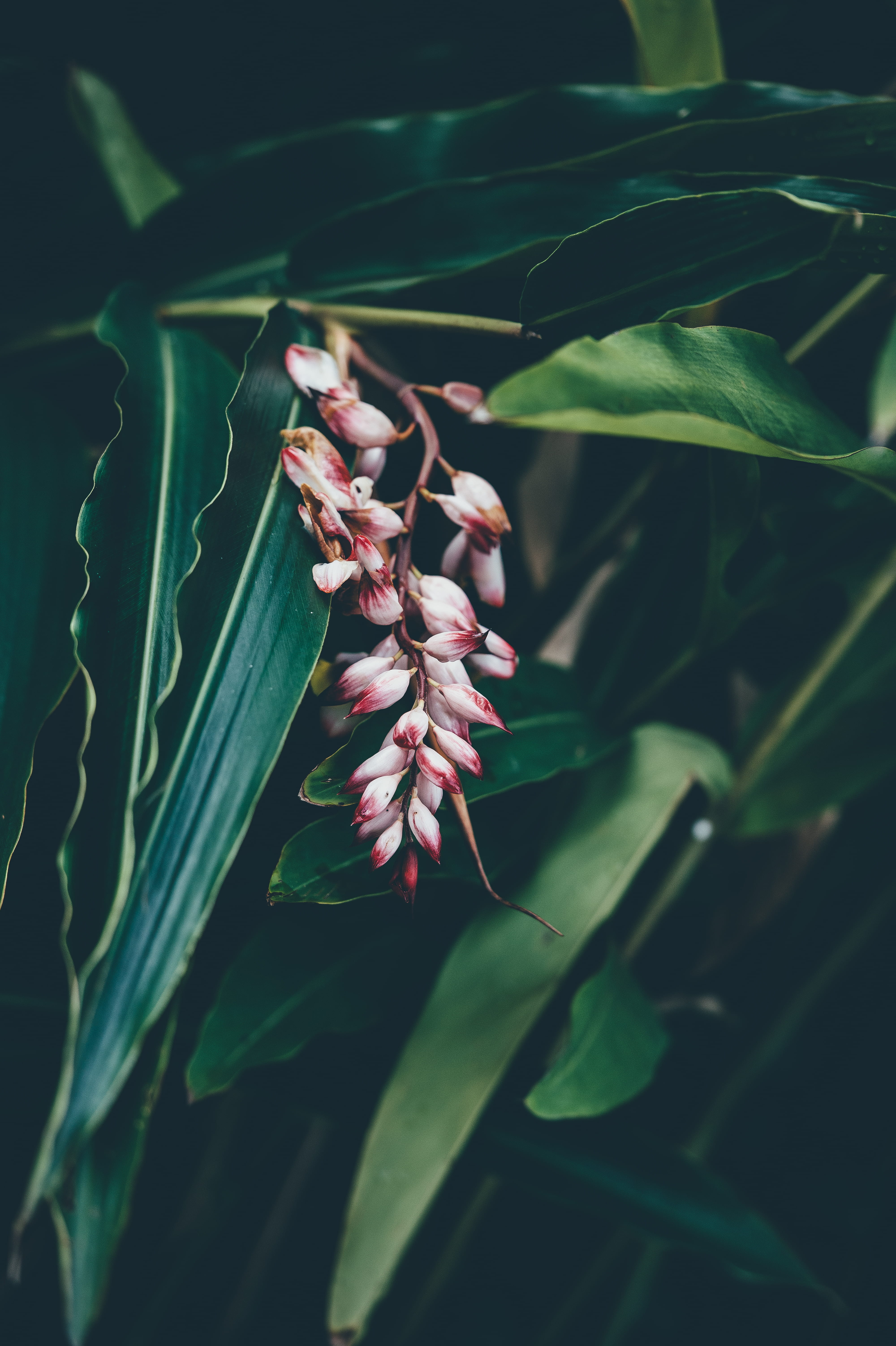 pink color, fragility, greenery, plant, outdoors, flowering plant, plant stem, flowers, photography, leaf, day, white, macro, 5K, shot, vulnerability, Phone HD Wallpaper