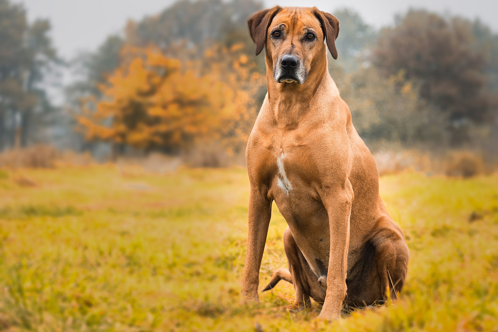 domestic animals, domestic, tree, 1080P, focus on foreground, short, portrait, dog, no people, trees, weimaraner, sitting, animal themes, pets, rhodesian ridgeback, HD Wallpaper
