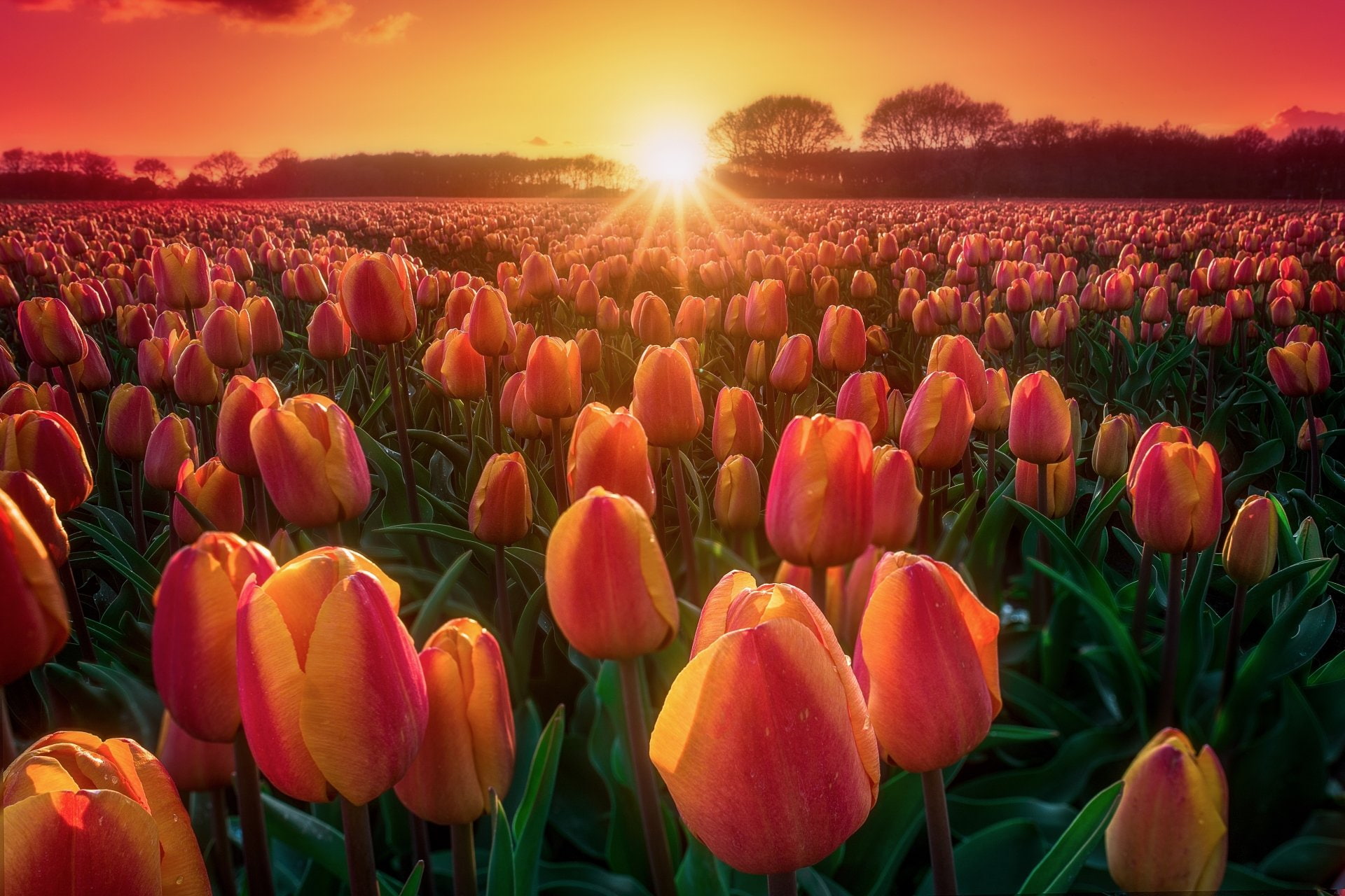 Summer, Tulip, Flower, Nature, 1080P, Flowers, Sun, Sunrise, Field, HD Wallpaper