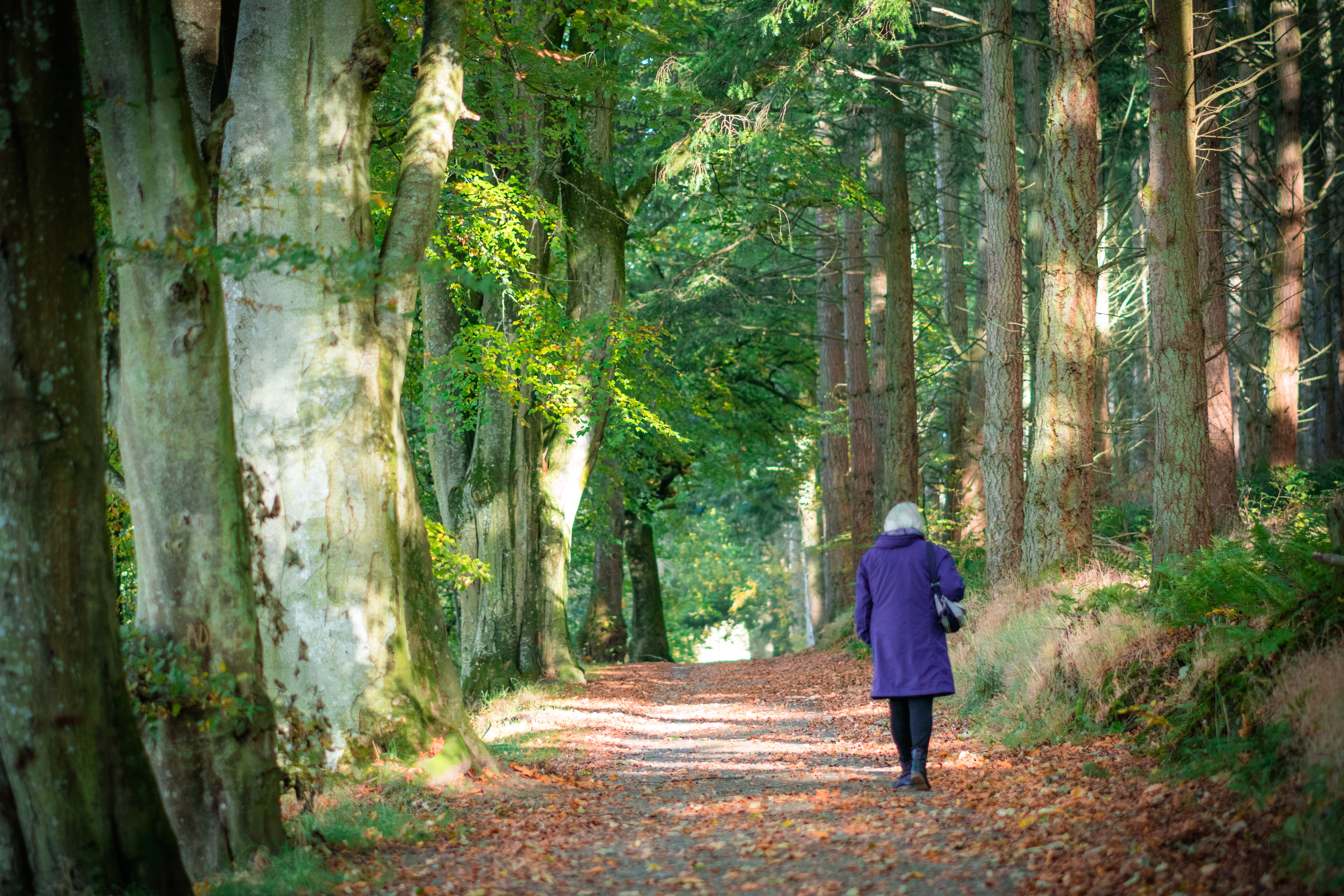 day, forest, land, road, plant, 5K, gravel, coat, trunk, trail, tree, nature, woman, real people, leisure activity, overcoat, summer, lifestyles, growth, HD Wallpaper