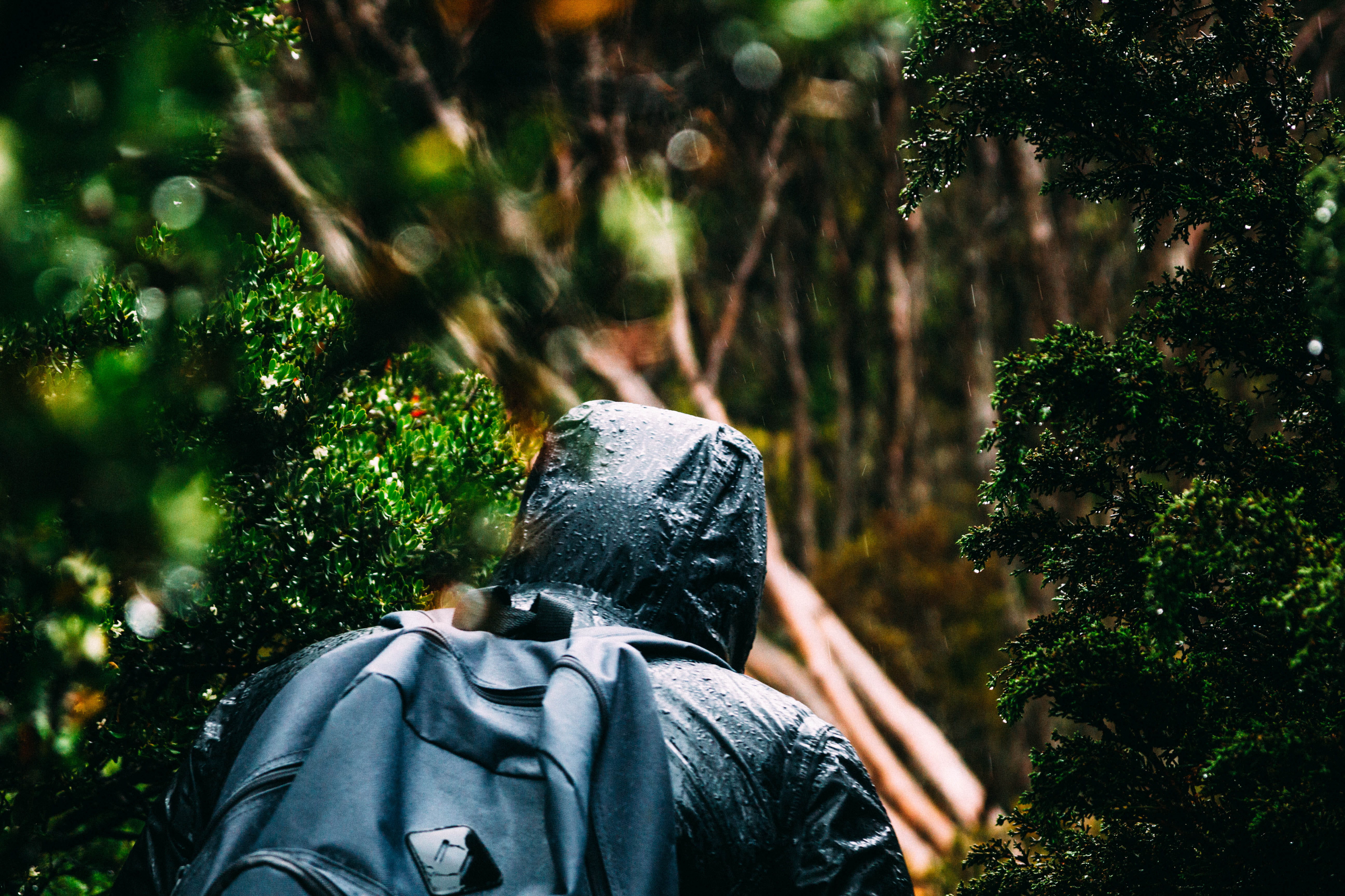 hike, jacket, explore, real people, growth, digital camera, moss, photography themes, outdoors, green color, wet, coat, person, lifestyles, 5K, nature, HD Wallpaper