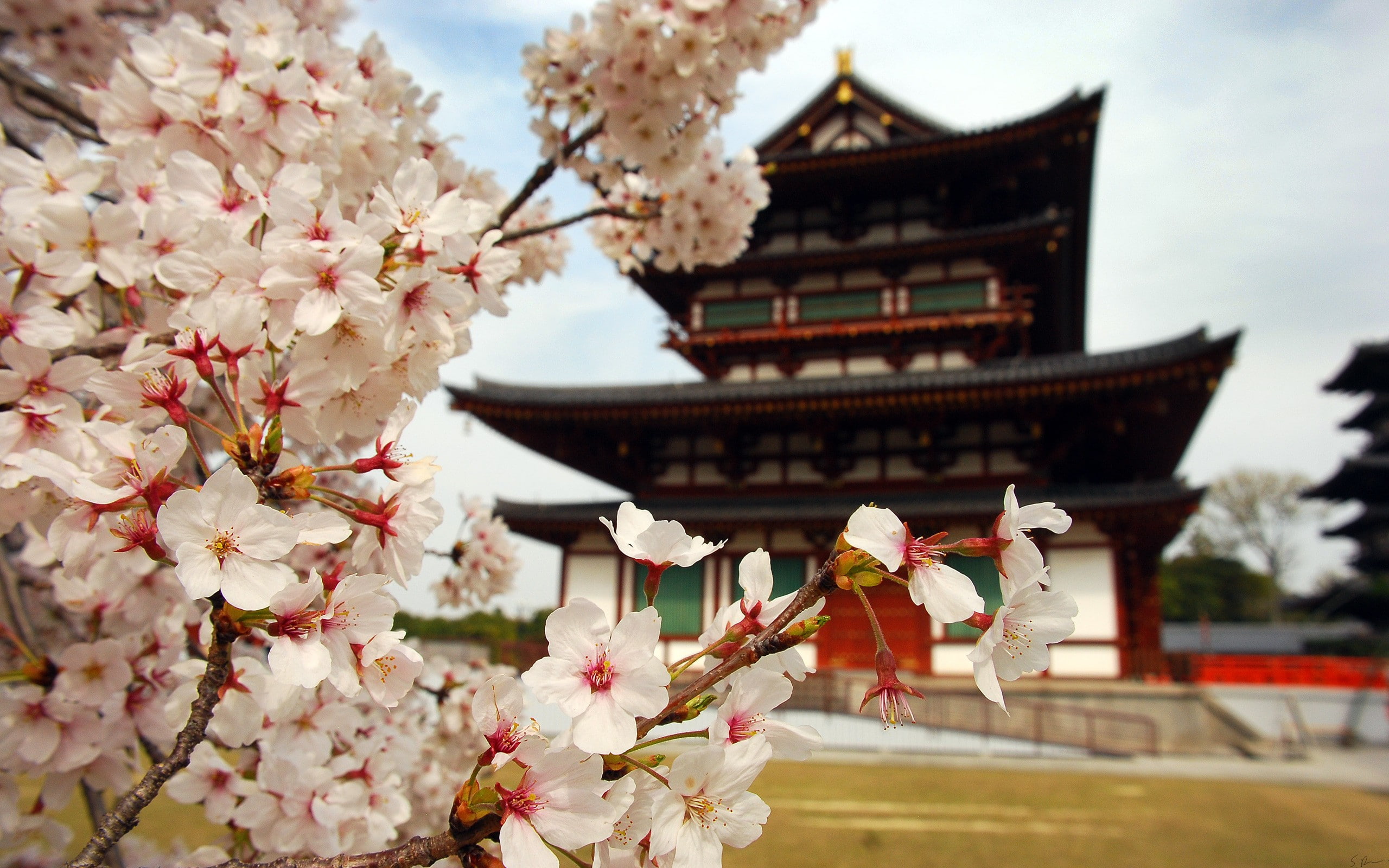 Japan, Asia, cherry blossom, closeup, flowers, building, plants, Asian architecture, 2K, HD Wallpaper