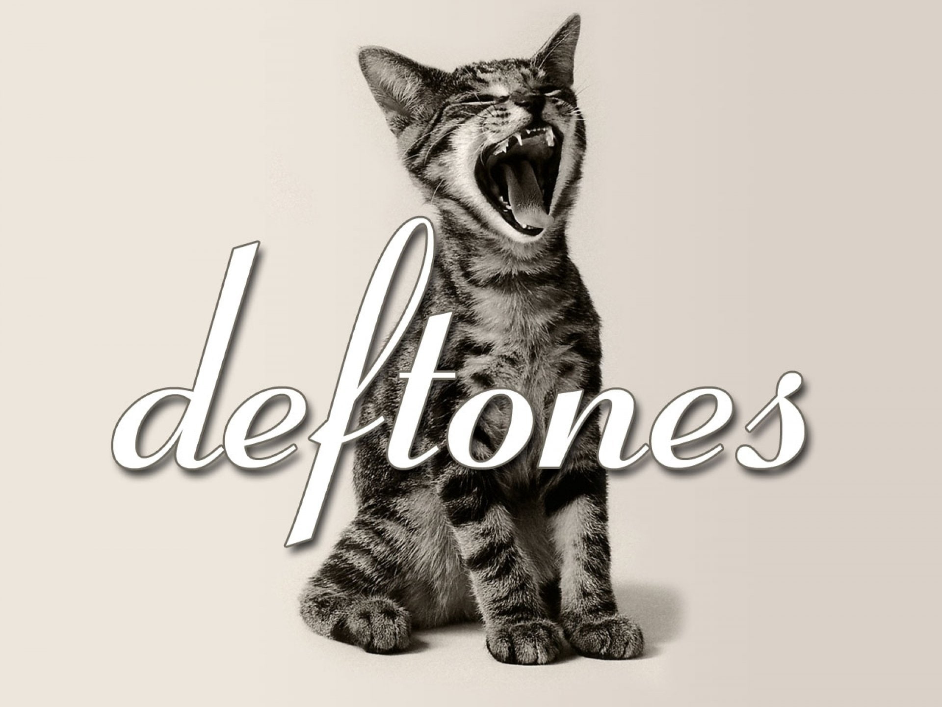 kitten, deftones, metal, cat, rock, 1080P, heavy, alternative, experimental, nu-metal, hard, HD Wallpaper