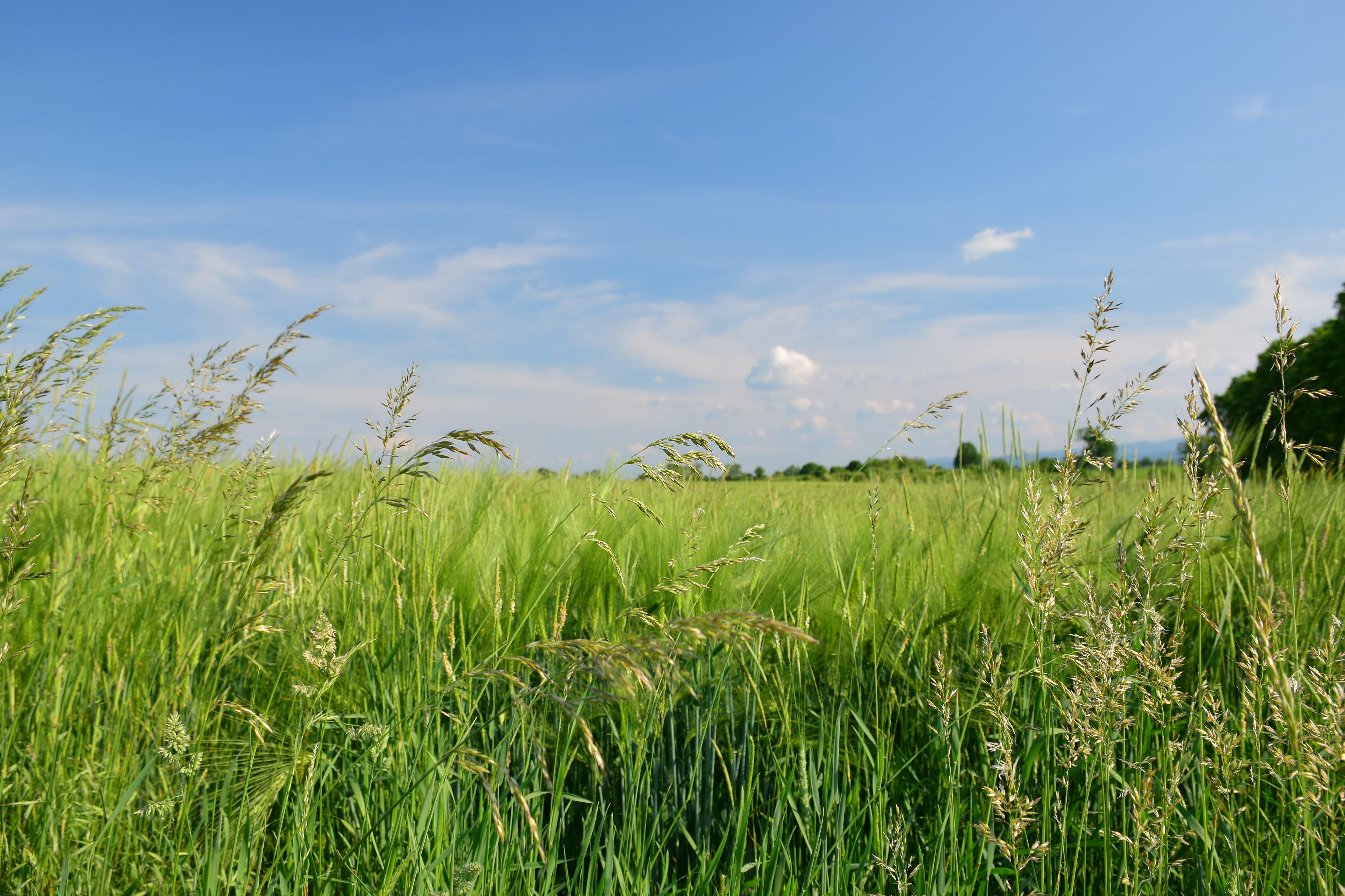 crop, rural Scene, skies, agriculture, clouds, growth, landscape, cloud - sky, summer, 5K, grassfield, field, sky, environment, beauty in nature, blue, HD Wallpaper