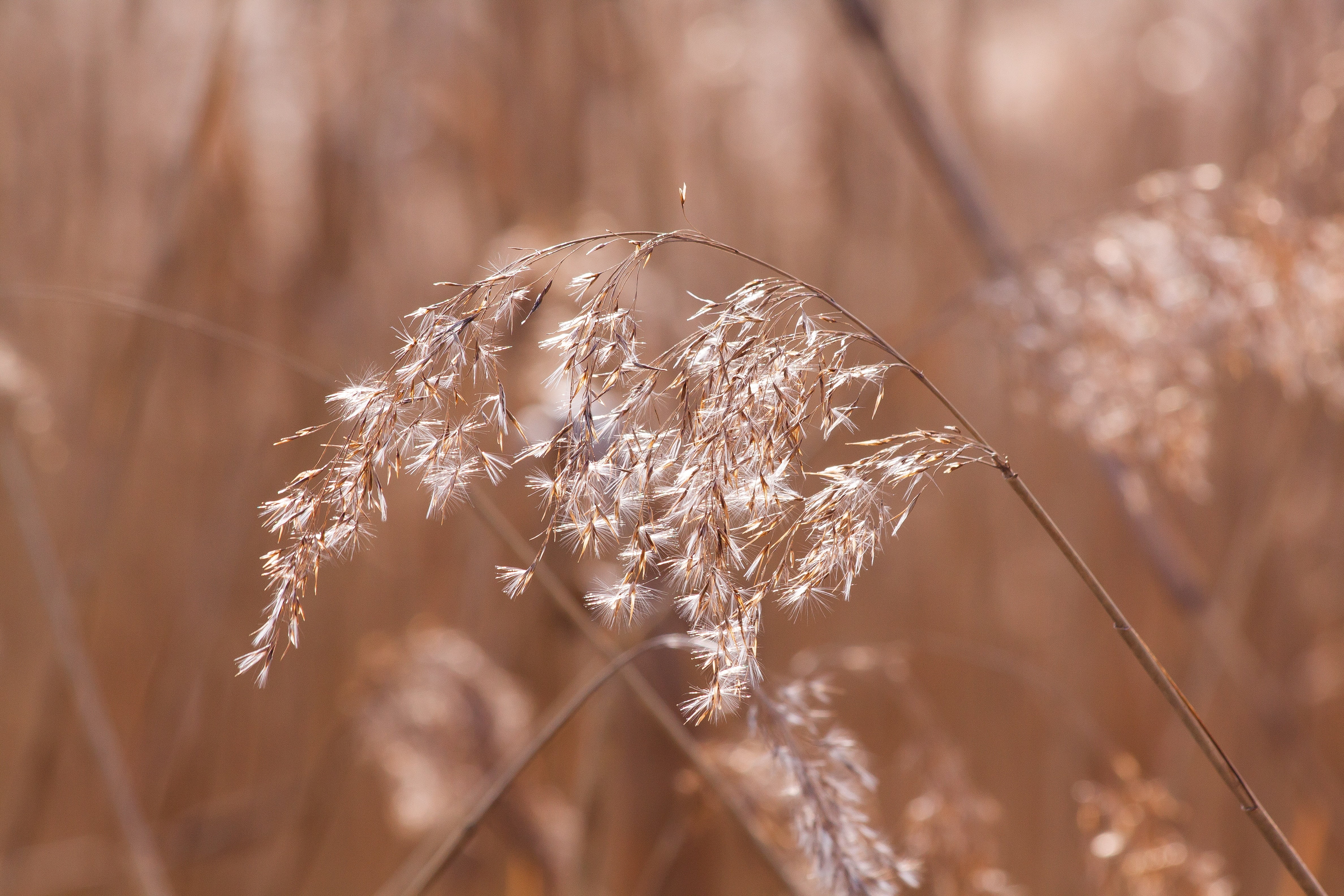 poaceae, white, plant, dry, plant stem, seed, grass, selective focus, environment, summer, reed, phragmites australis, back light, cereal plant, 4K, growth, HD Wallpaper