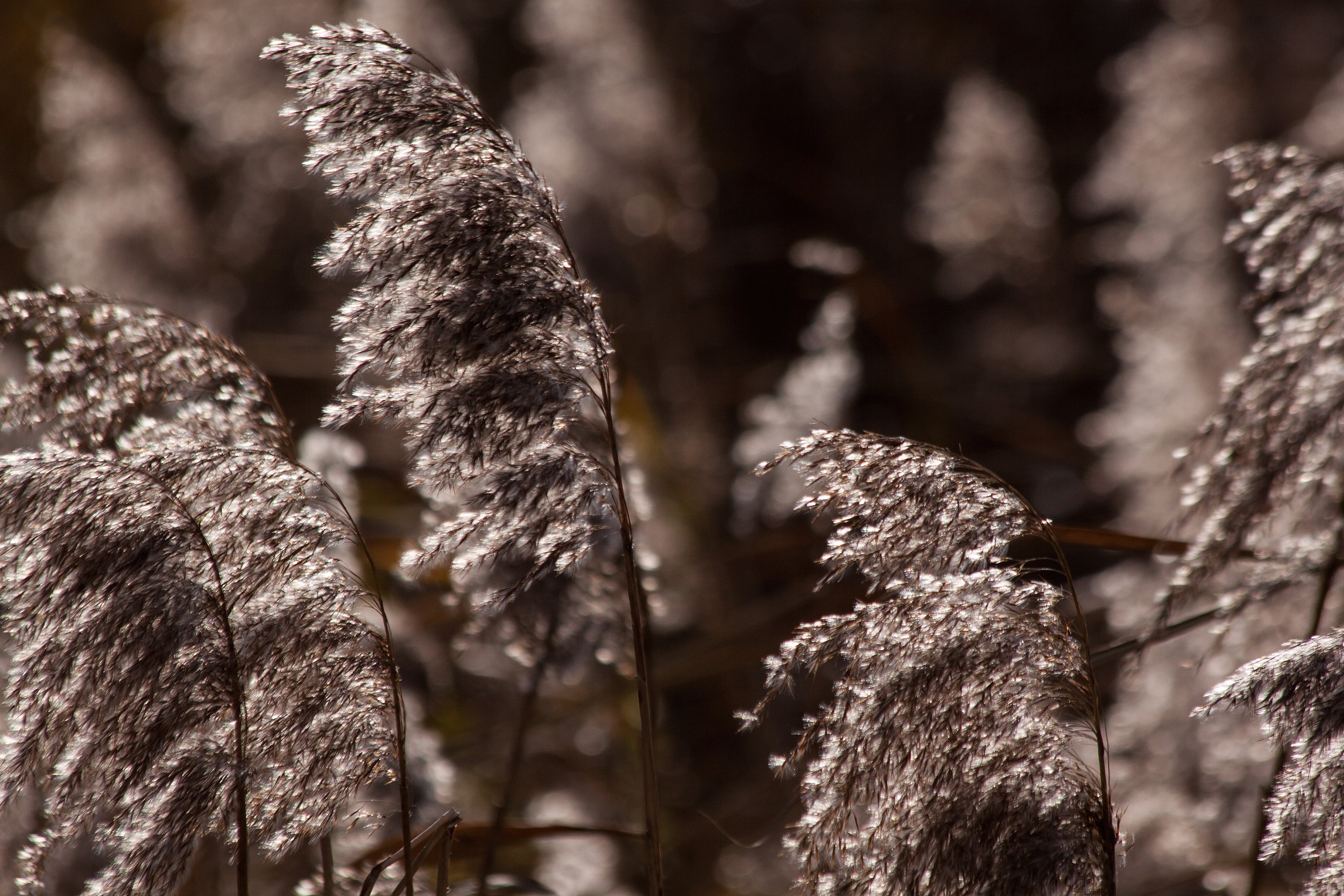 forest, twig, land, 4K, day, beauty in nature, brown, marsh plant, autumn, tranquility, winter, selective focus, phragmites australis, bluegrass, grass, HD Wallpaper