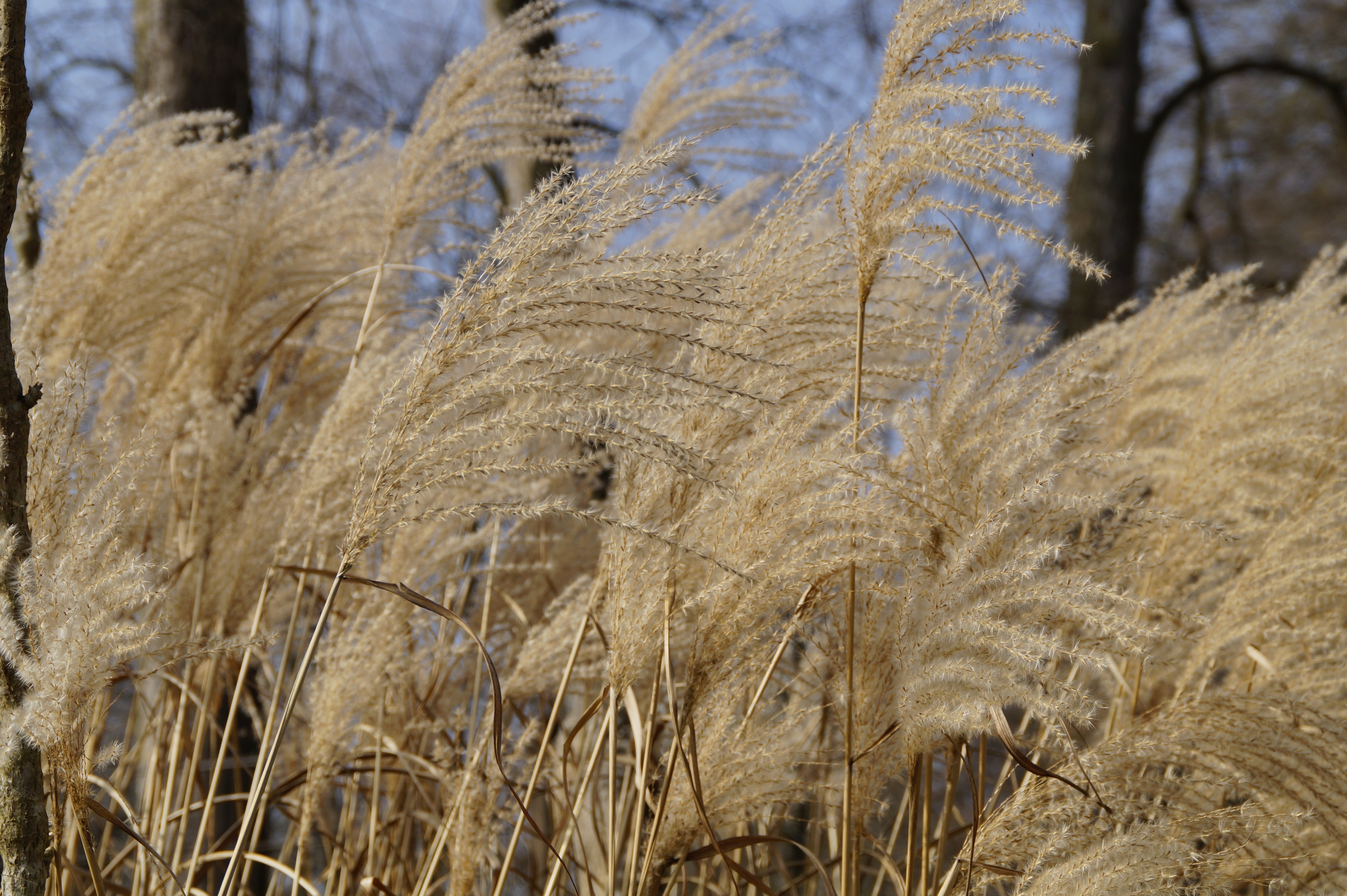 tranquility, cold temperature, field, nature, focus on foreground, winter, reed, marsh plant, bank, dry, 5K, tree, environment, grass, plant, bluegrass, HD Wallpaper