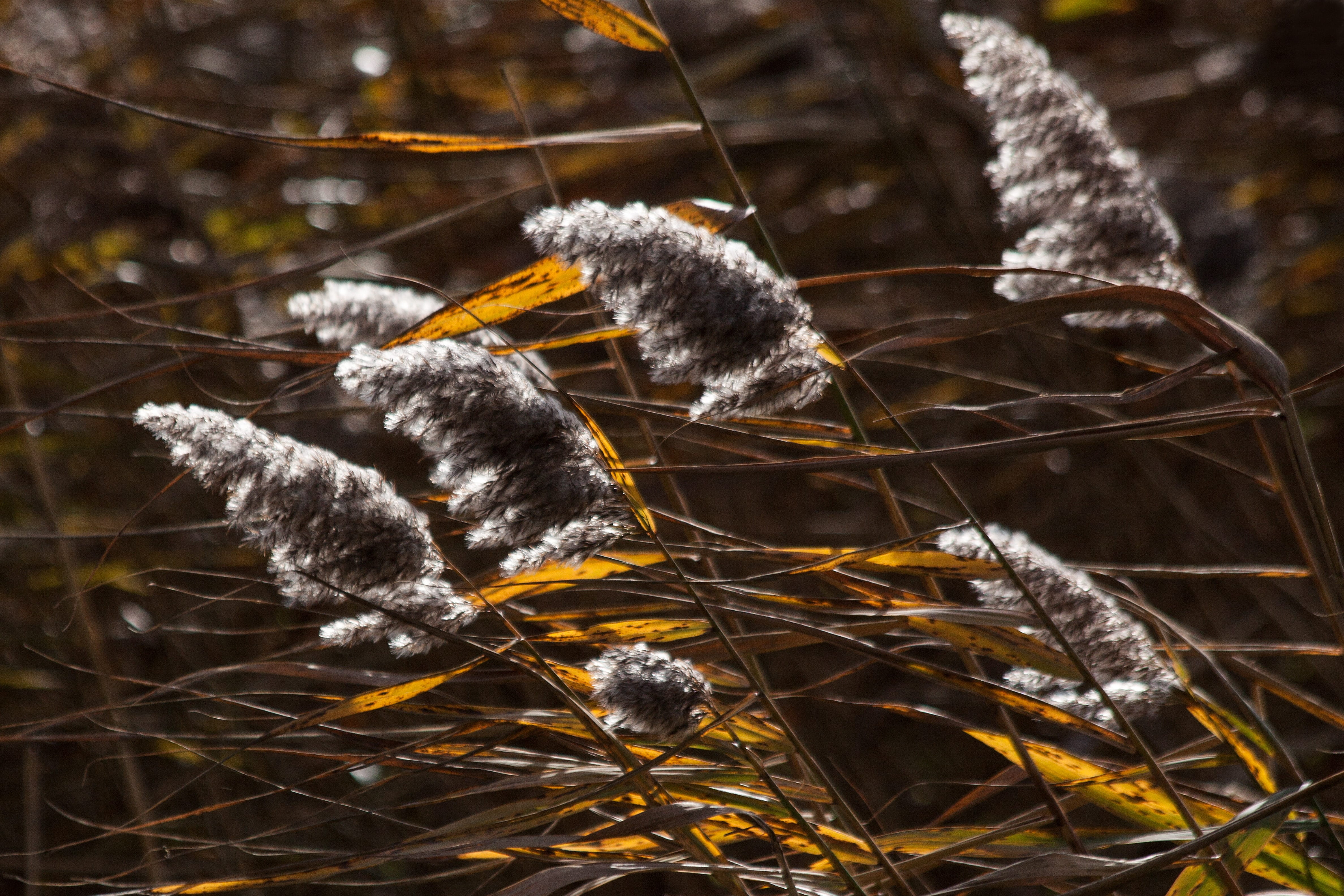plant, close-up, animal themes, growth, long dust threads, land, autumn, animals in the wild, nature, snow, cold temperature, fragility, Grass, twig, tree, HD Wallpaper