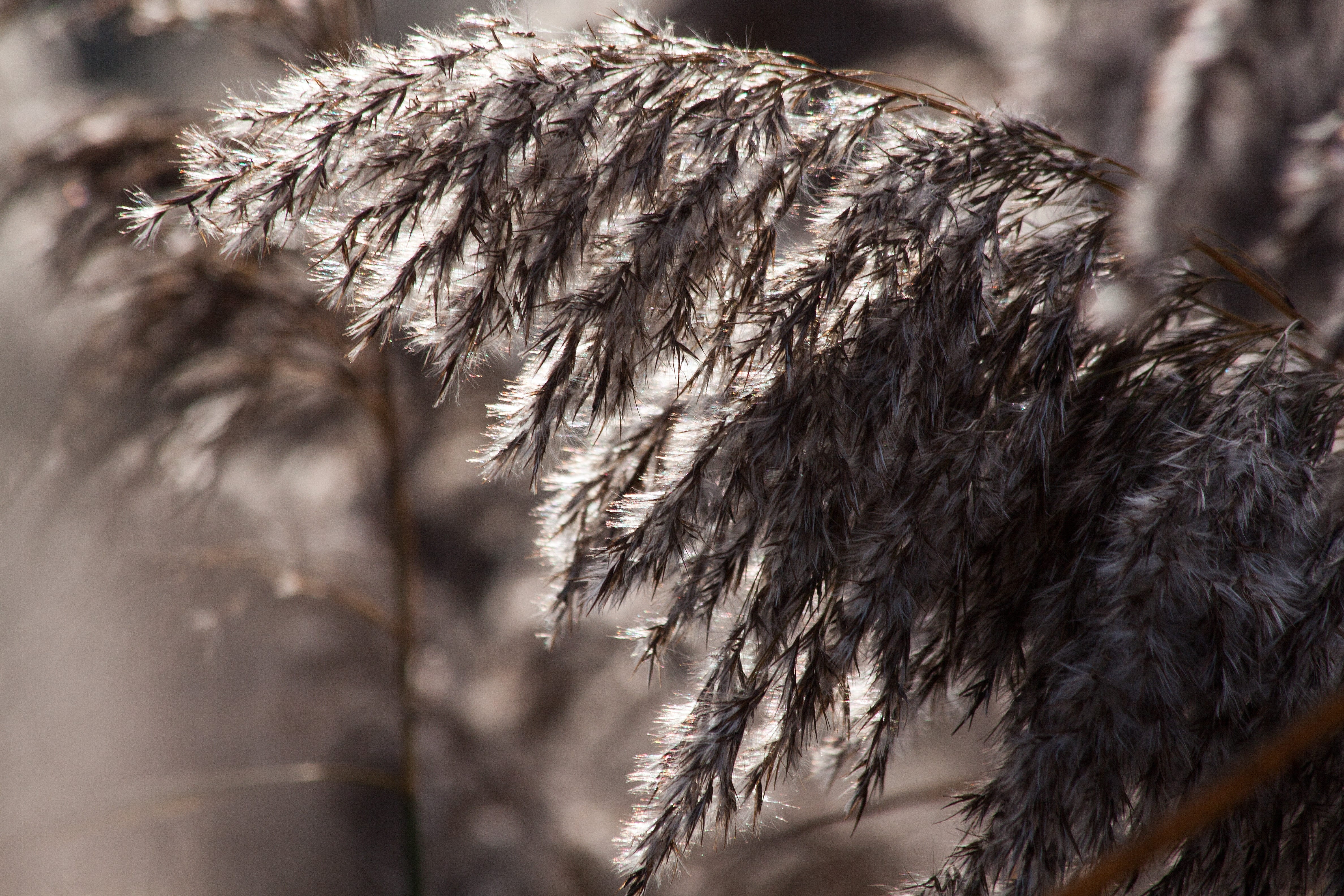 phragmites australis, outdoors, reed, tree, bluegrass, animal wildlife, winter, animals in the wild, poaceae, no people, animal hair, grass, softness, nature, HD Wallpaper