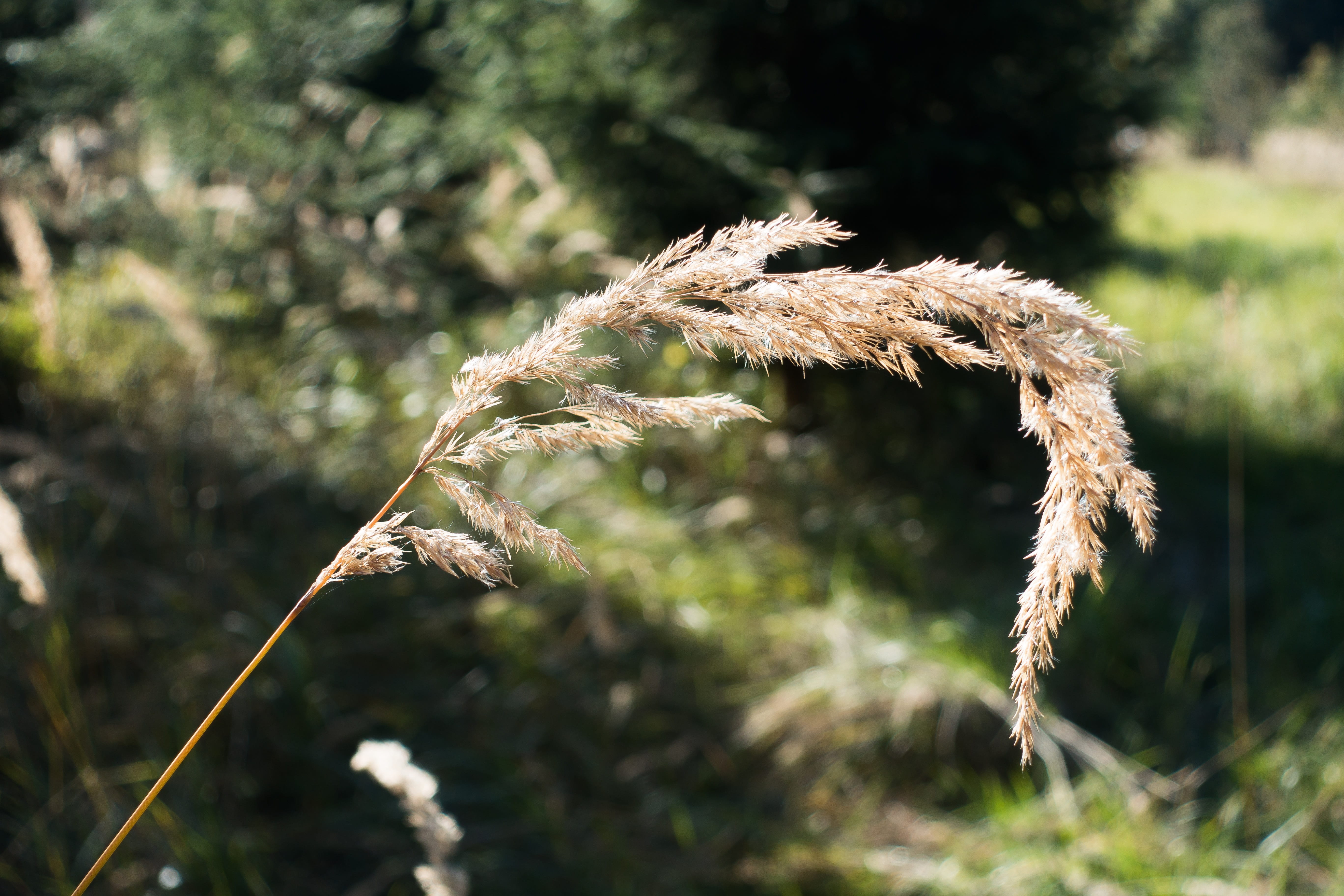 landscape, back light, 5K, nature, beauty in nature, growth, cereal plant, land, rural scene, day, forest, long dust threads, close-up, outdoors, plant, HD Wallpaper