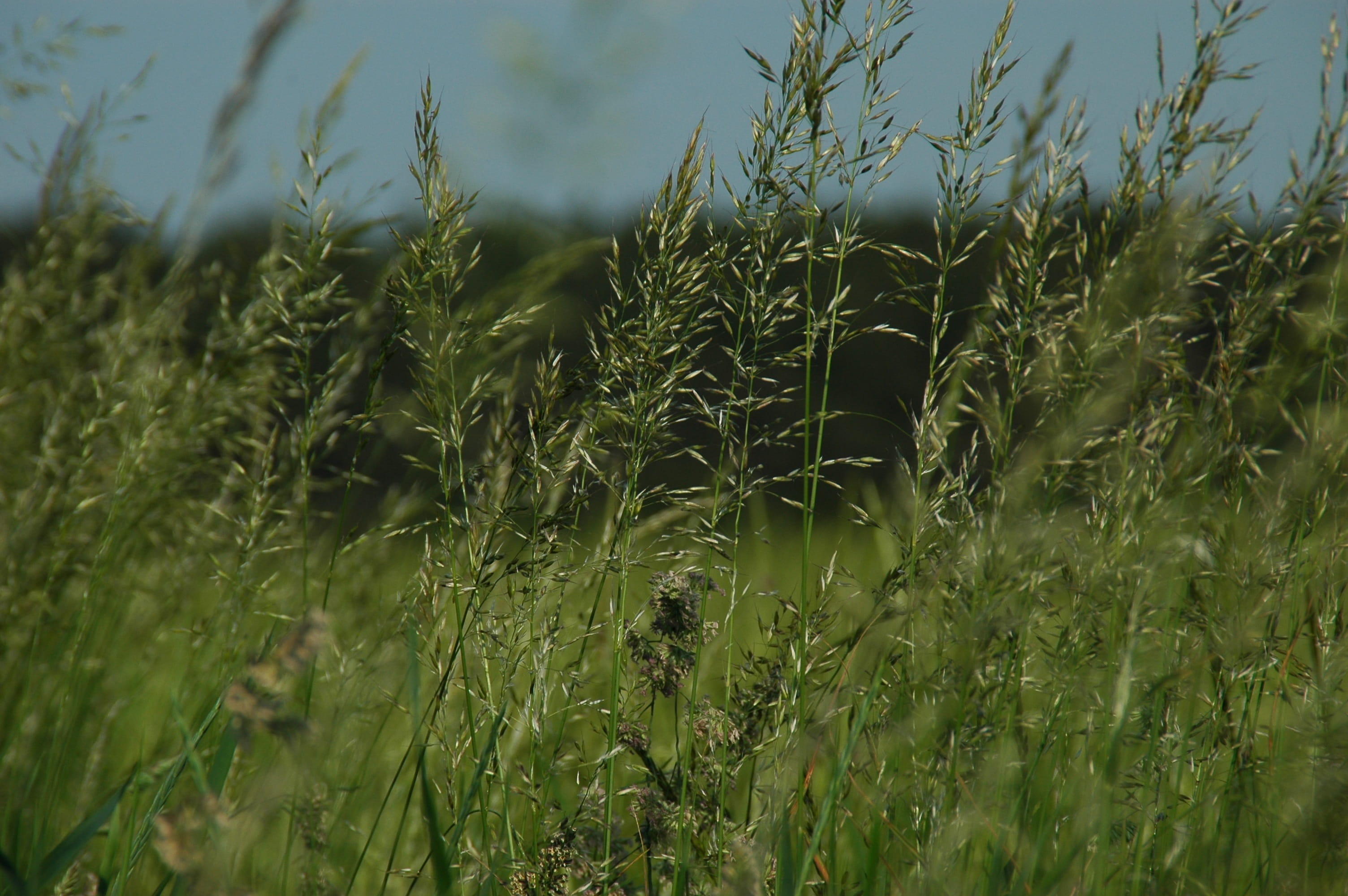 2K, Landscape, Bluegrass, sky, growth, grass, tranquility, rural scene, cereal plant, land, green color, selective focus, outdoors, beauty in nature, no people, HD Wallpaper