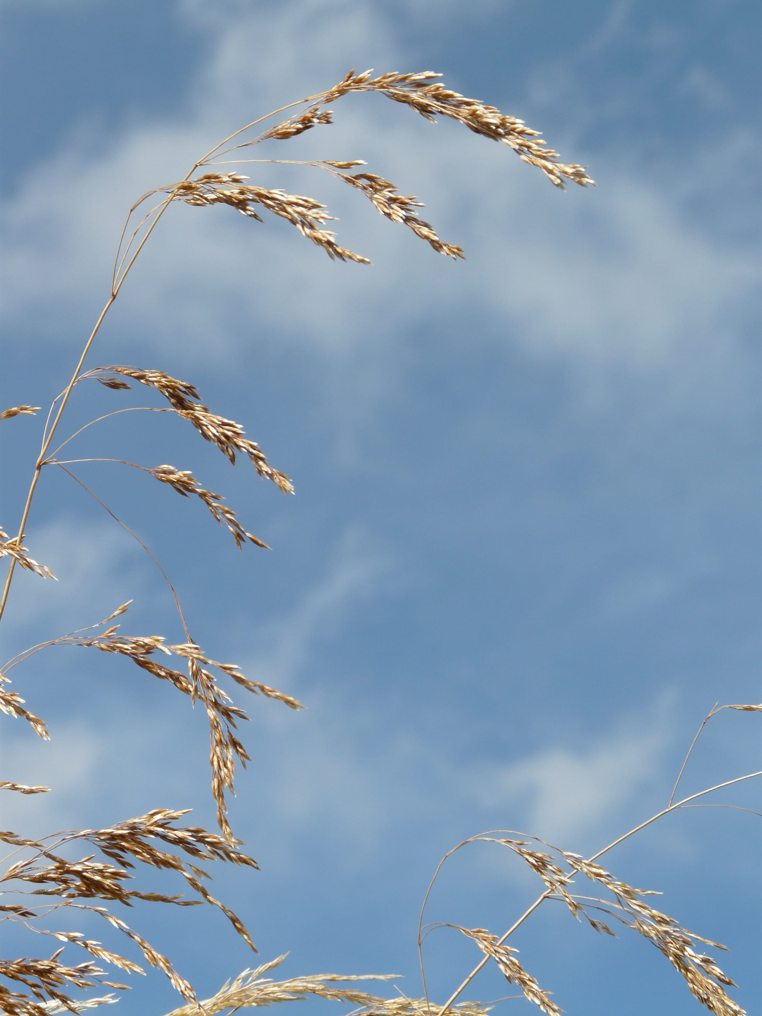 outdoors, 2K, leaf, Wind, tranquility, no people, nature, day, cloud - sky, growth, Blow, low angle view, flat meadowgrass, plant, licorice, Dry, Flutter, Phone HD Wallpaper