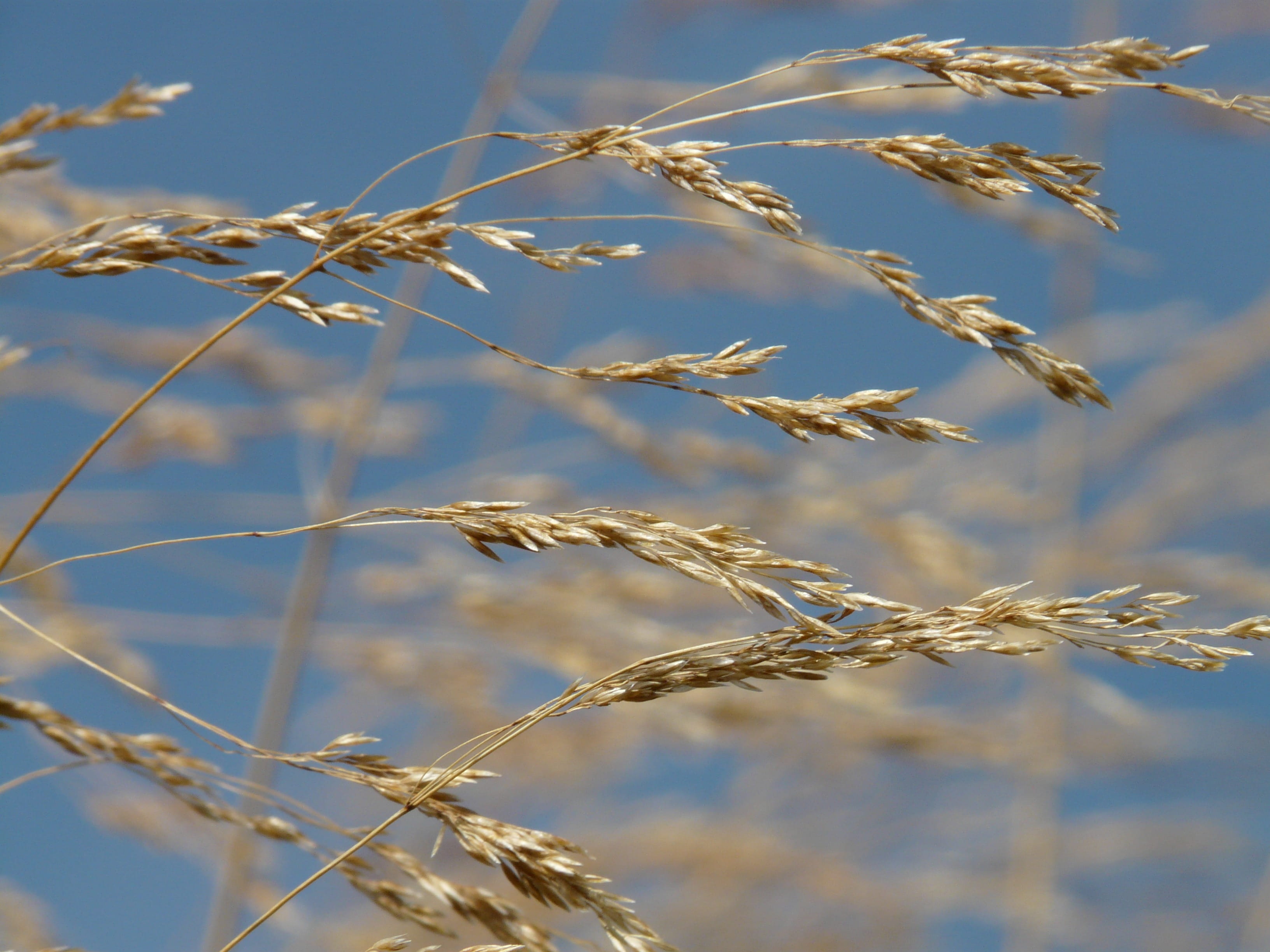 rural scene, plant stem, crop, seeds, landscape, tranquility, focus on foreground, compressed meadowgrass, licorice, 2K, bluegrass, sunlight, outdoors, HD Wallpaper