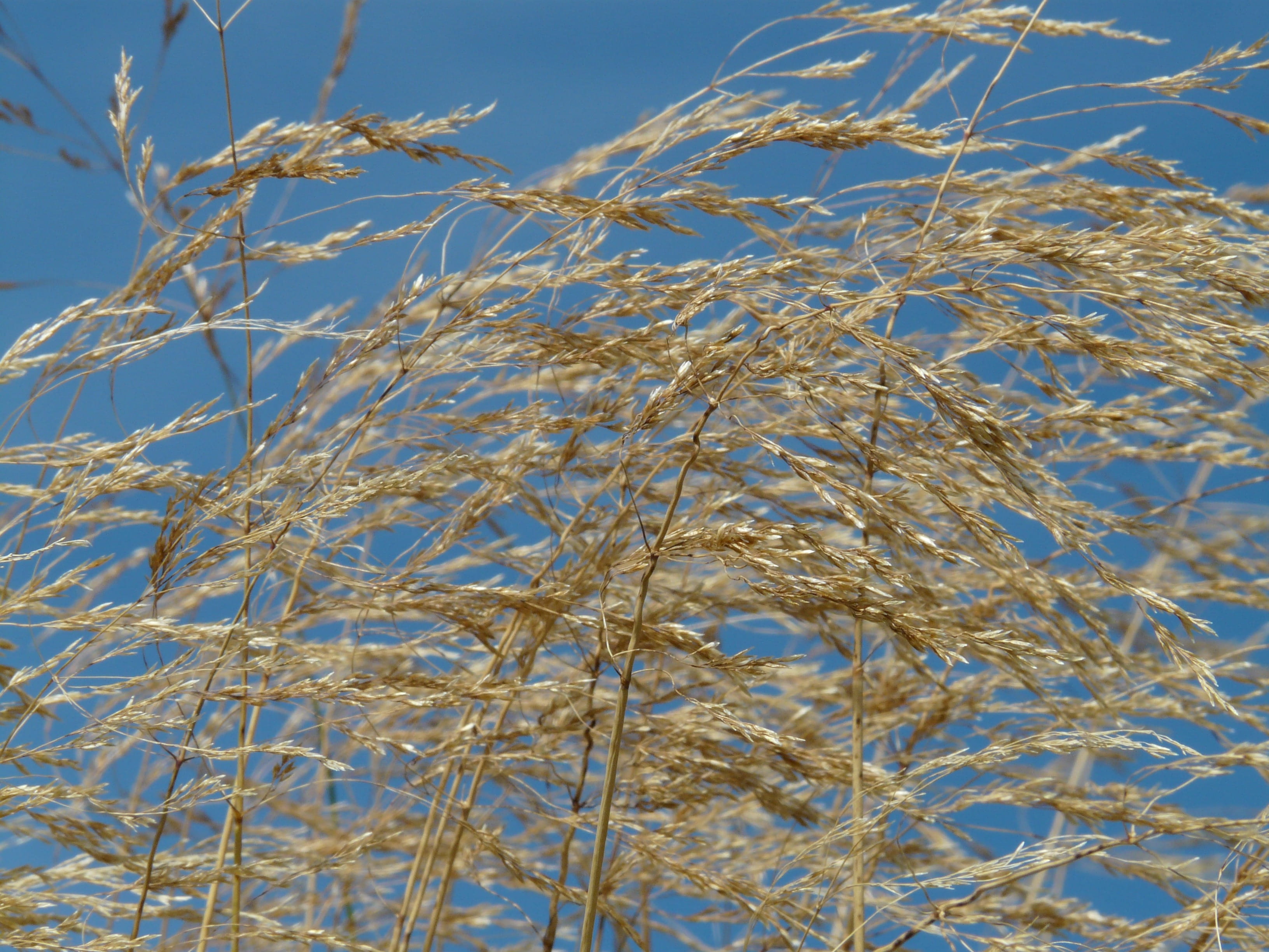 Dry, no people, close-up, Wind, licorice, outdoors, poaceae, dried, frozen, 2K, plant, low angle view, cold temperature, Seeds, poa compressa, platt halm panicle, HD Wallpaper