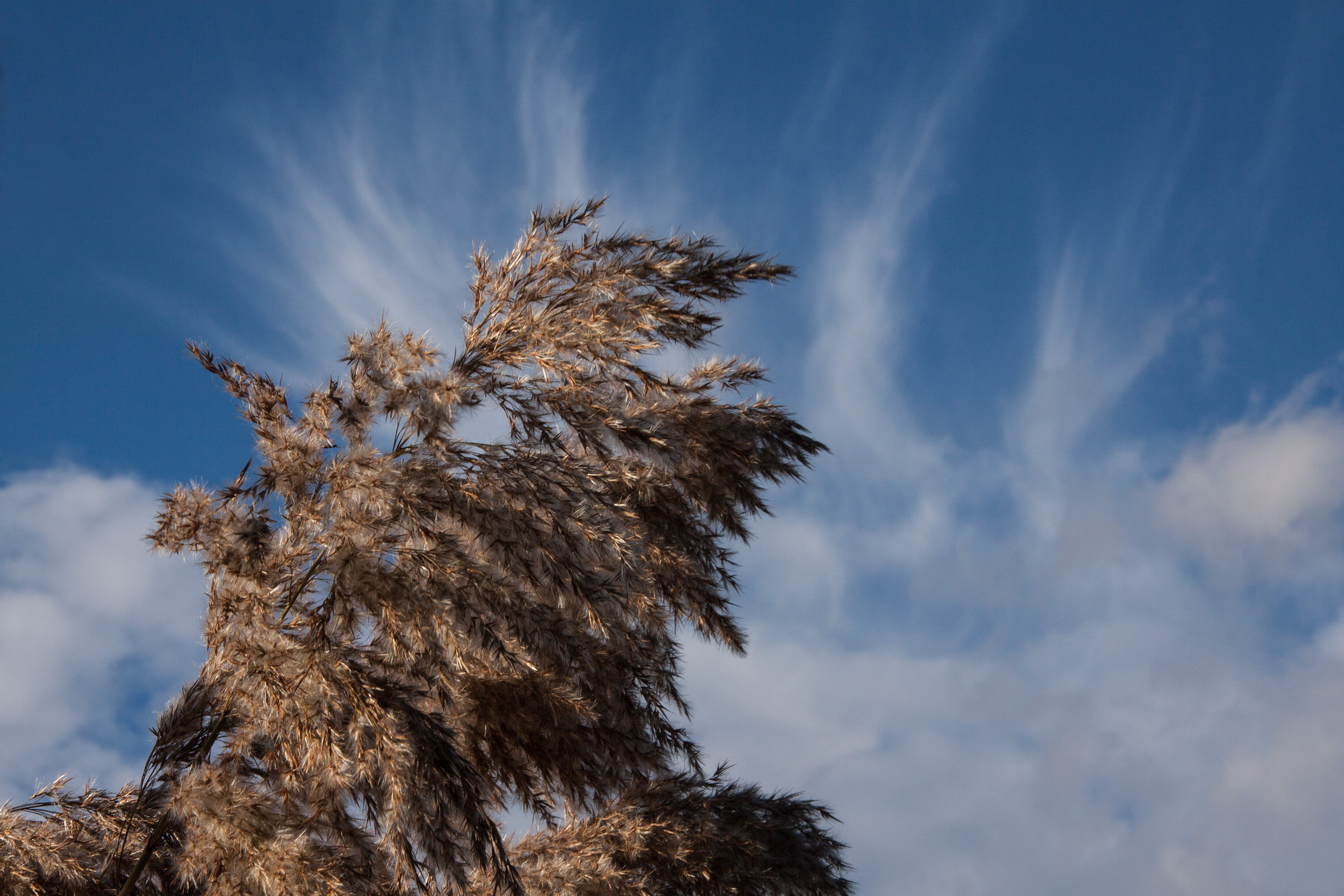rock, beauty in nature, Grass, coniferous tree, Reed, tranquility, cirrus clouds, cirrus, spring clouds, flora, sky, close-up, environment, 4K, nature, HD Wallpaper