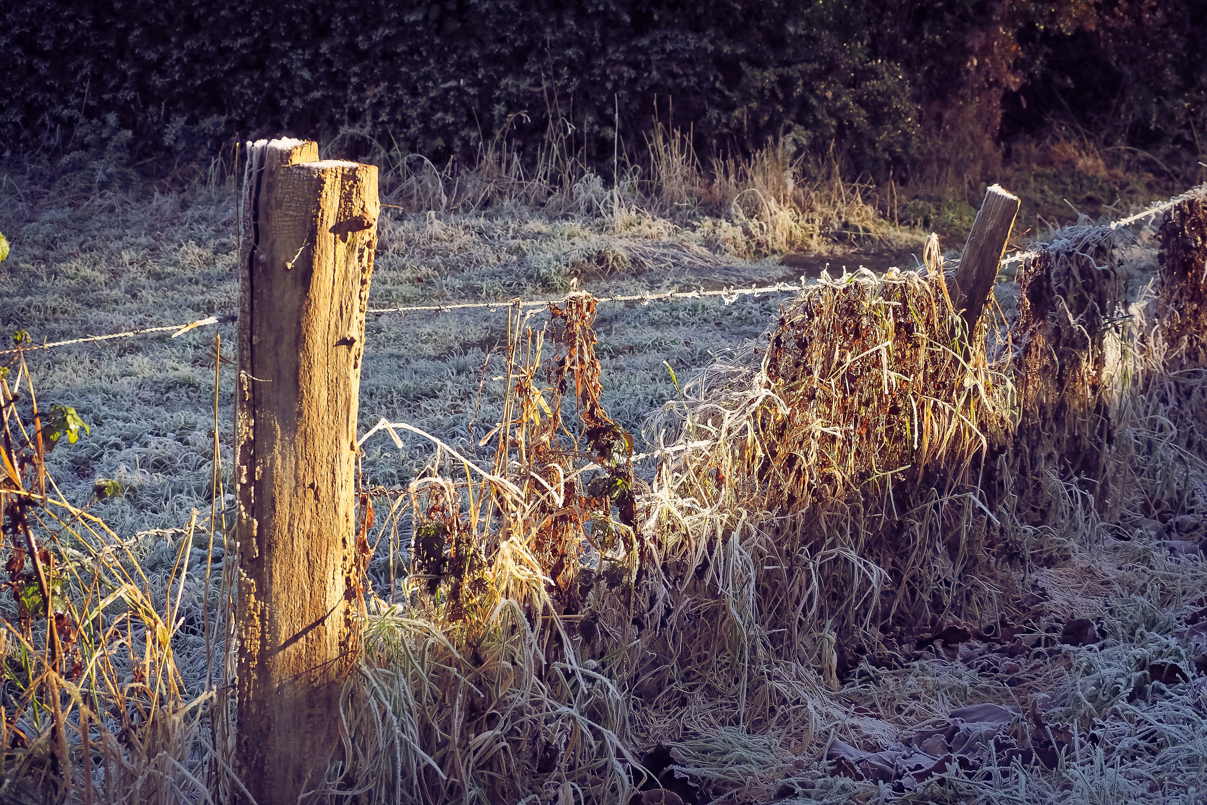tree, water, forest, fence post, wood - material, Mood, 4K, fence, barbed wire, outdoors, day, wooden post, grass, beauty in nature, scenics - nature, HD Wallpaper
