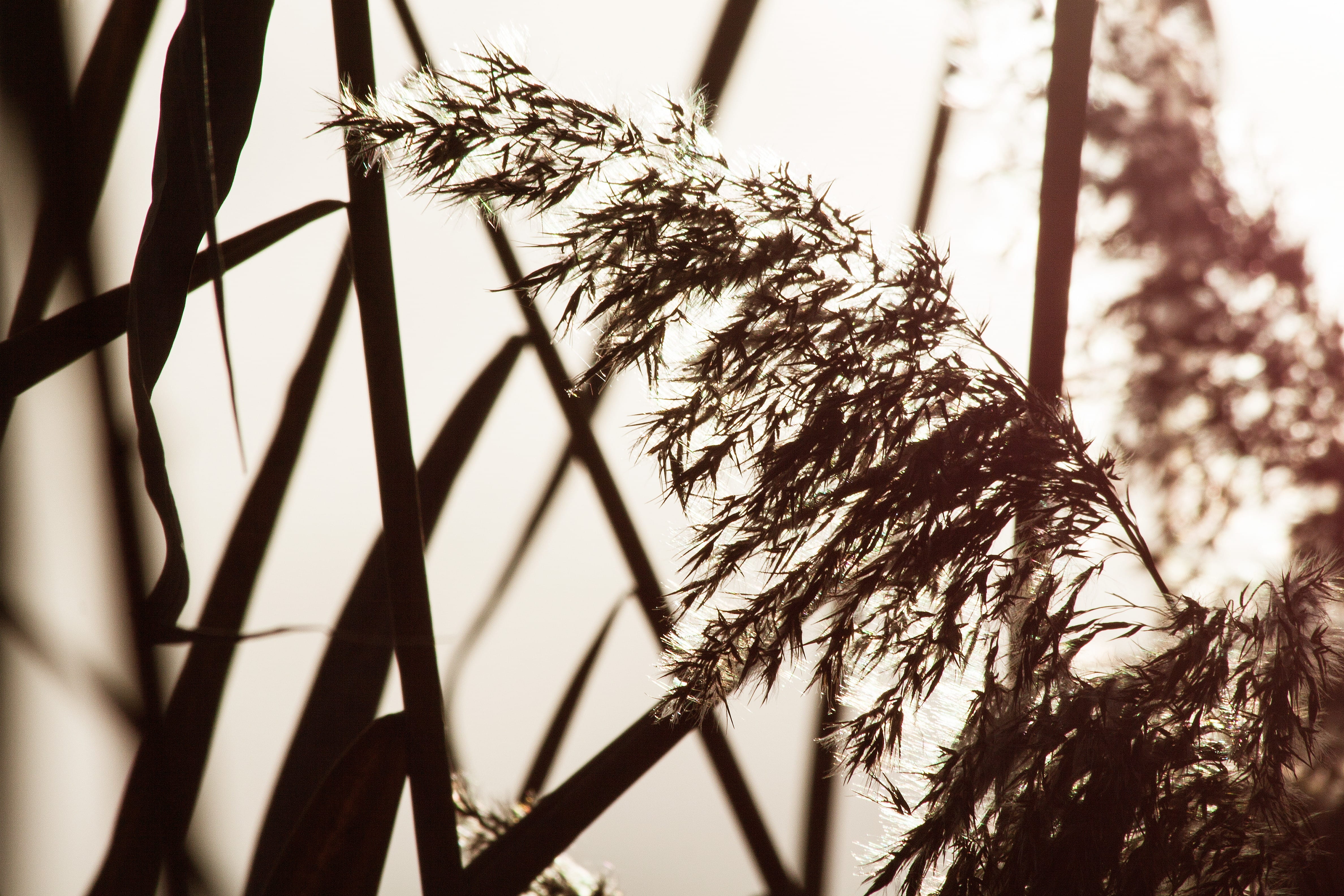 sky, marsh plant, growth, day, trunk, grass, back light, close-up, bluegrass, long dust threads, Phragmites Australis, tropical climate, tranquility, plant, HD Wallpaper