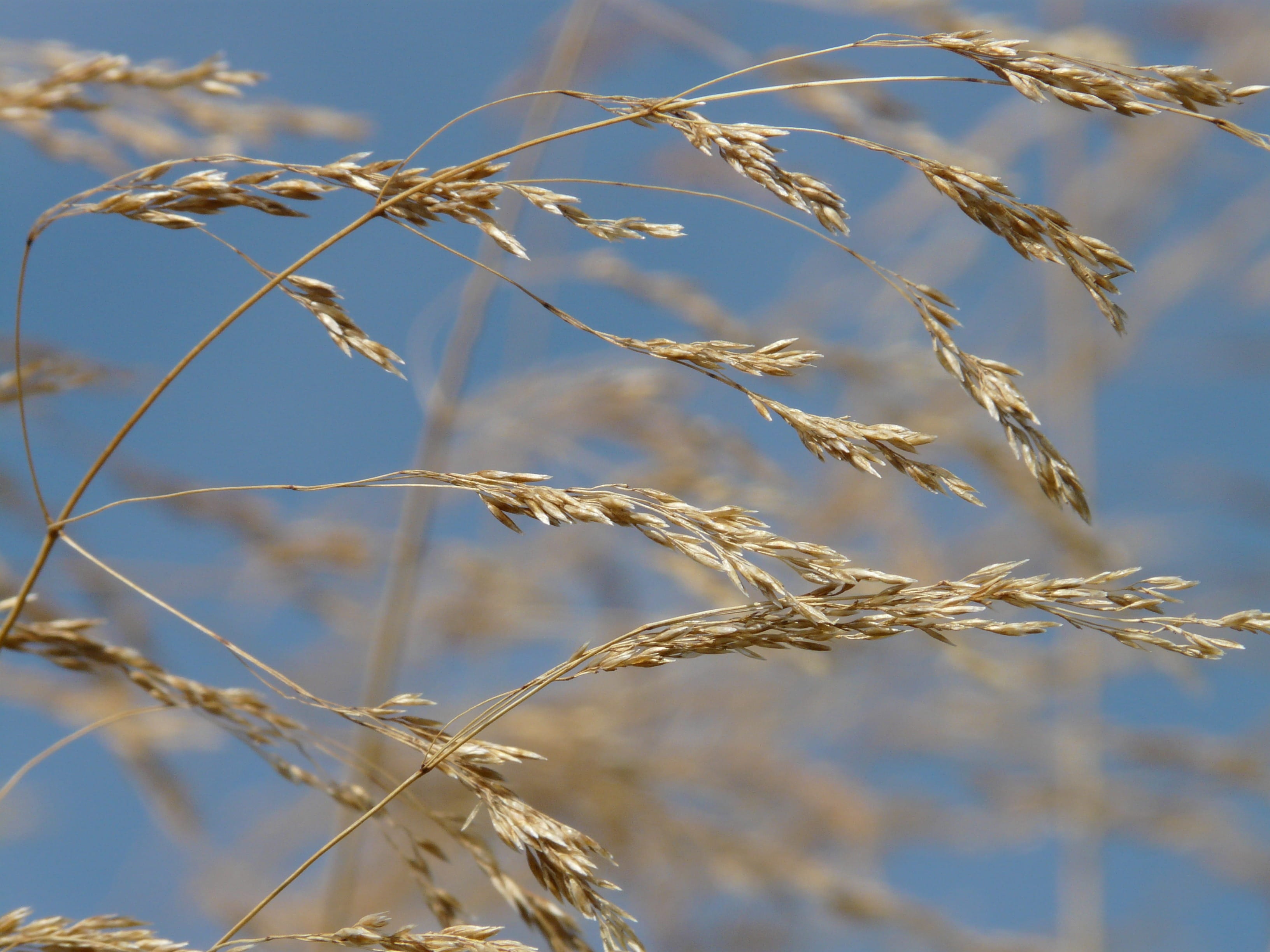 outdoors, sunlight, dried, Dry, no people, poa compressa, Blow, licorice, 2K, close-up, Grass, growth, bluegrass, Seeds, platt halm panicle, plant stem, HD Wallpaper