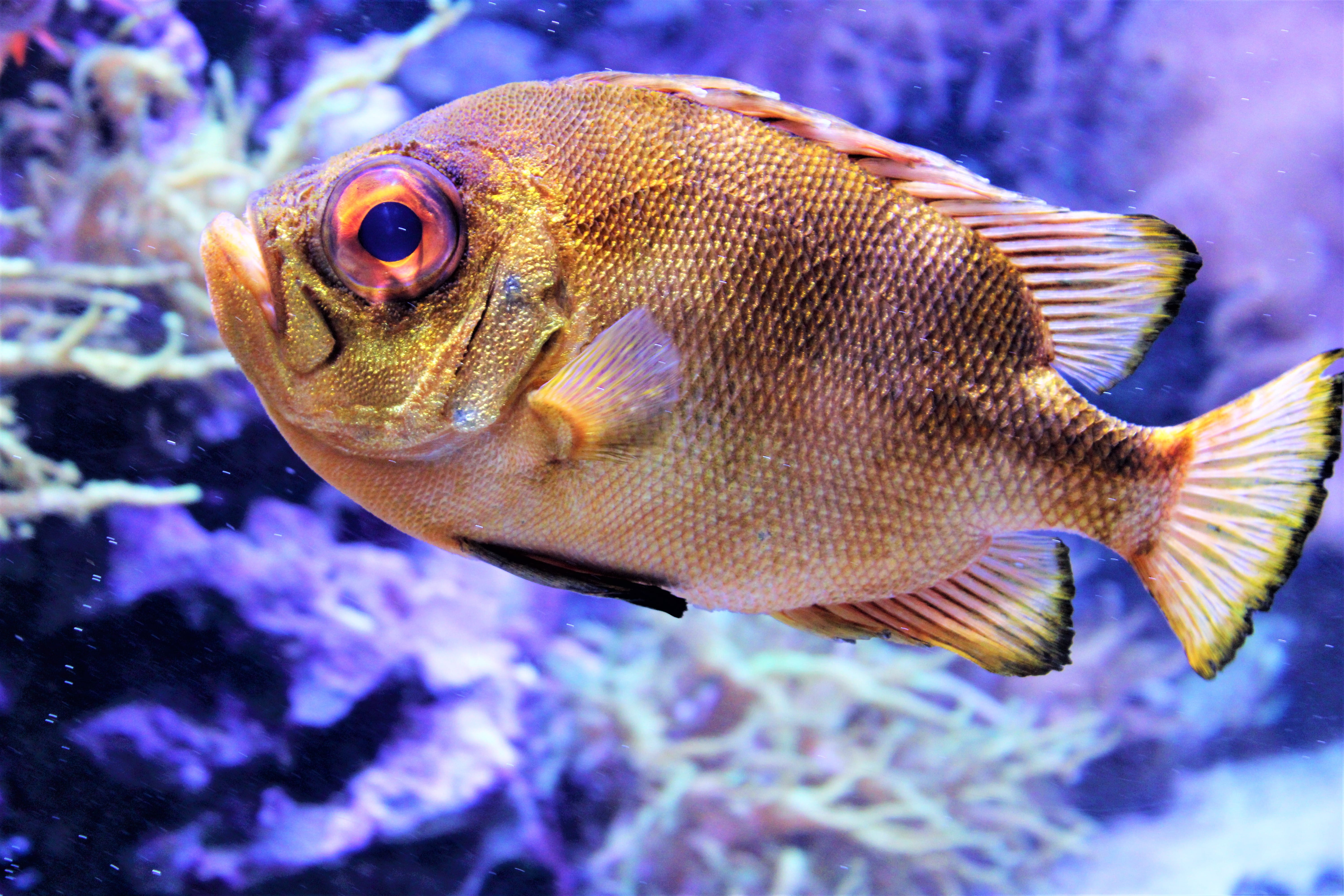 fish, 5K, animals in the wild, animal scale, angelfish, vertebrate, water animal, close-up, colorful, animals in captivity, sea, tank, one animal, eye, HD Wallpaper