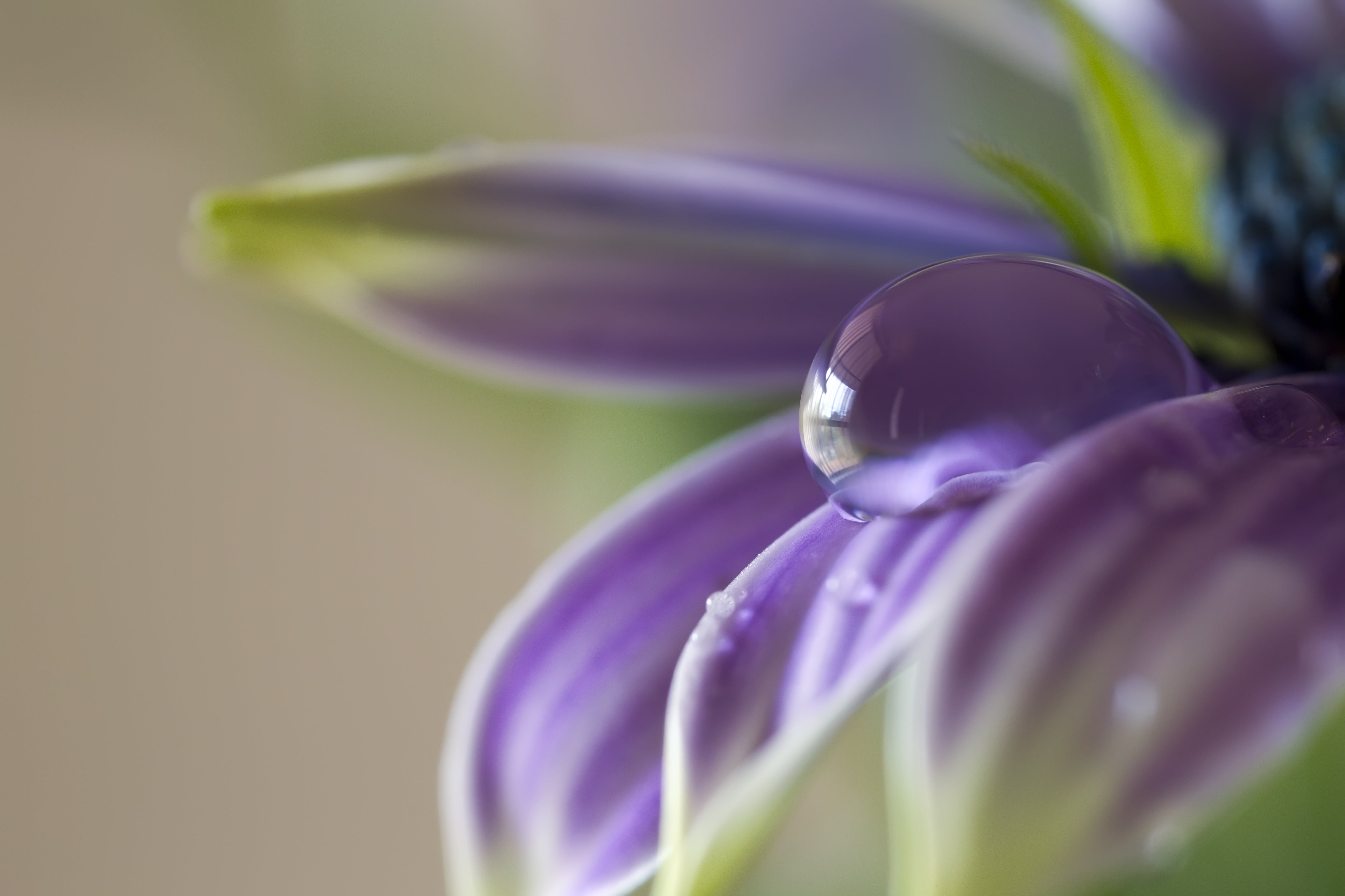 MP, lens, plant, purple flower, 5x, dew, Canon EOS 5D Mark III, nature, Photo, New South Wales, purple, photography, close-up, 5K, f/2.8, Canon, focus, HD Wallpaper