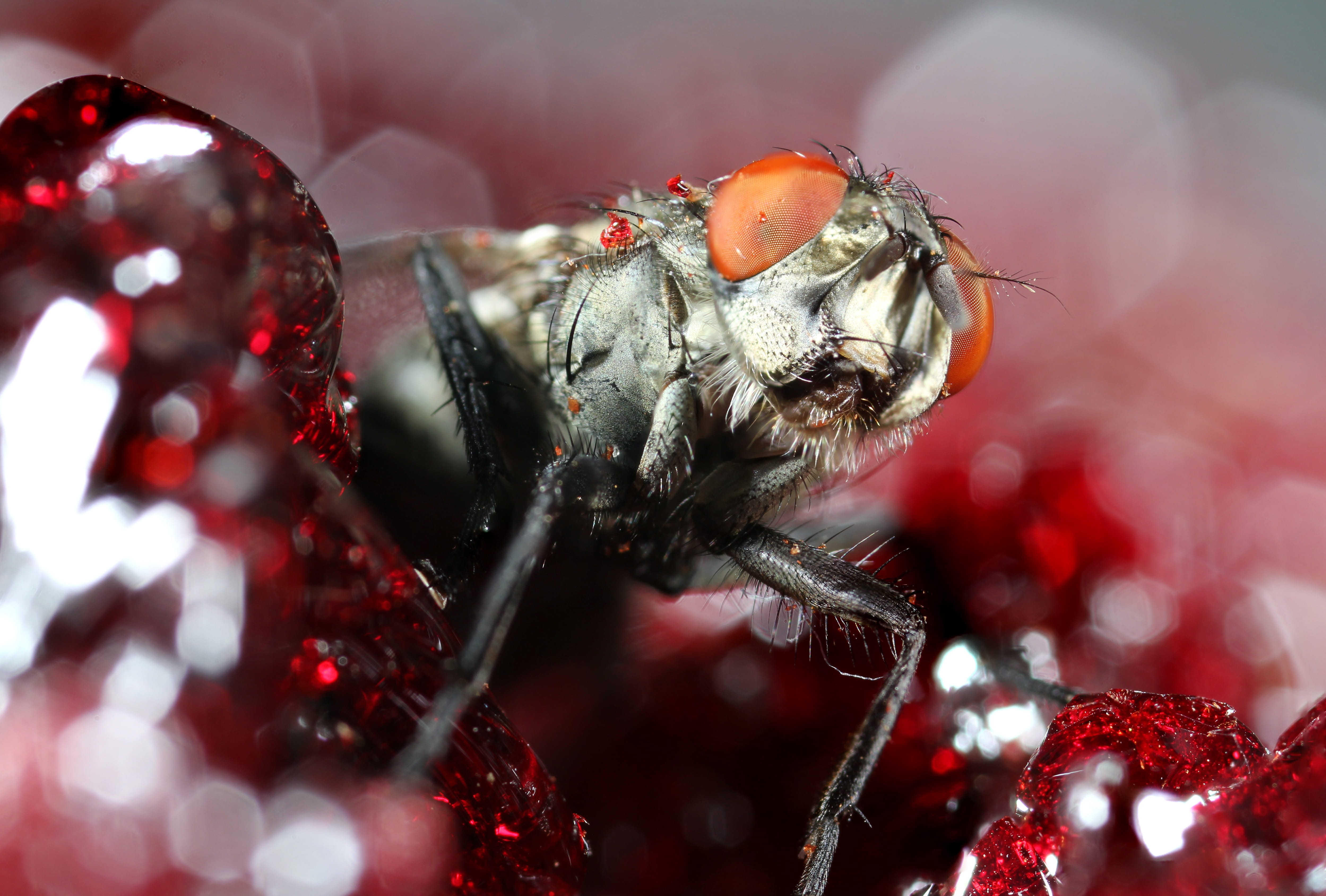 animal body part, australia, exploring, selective focus, day, close-up, camera, animal leg, outdoors, dslr, arachnid, adventure, canon, animals, invertebrate, HD Wallpaper