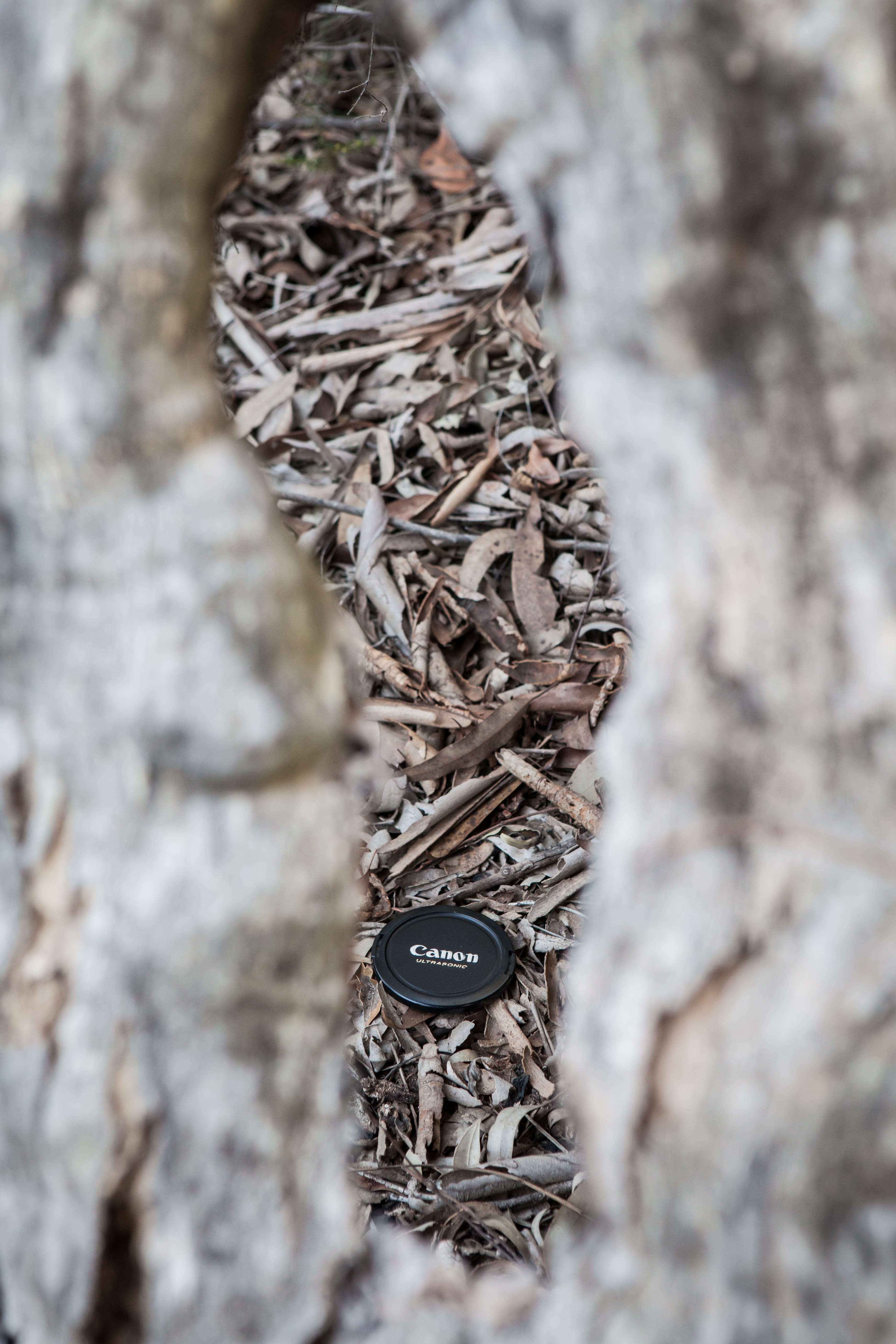 tree trunk, lens cap, rock - object, garigal national park, bush, selective focus, wood - material, lens, trunk, outdoors, invertebrate, cap lens, dry, Phone HD Wallpaper