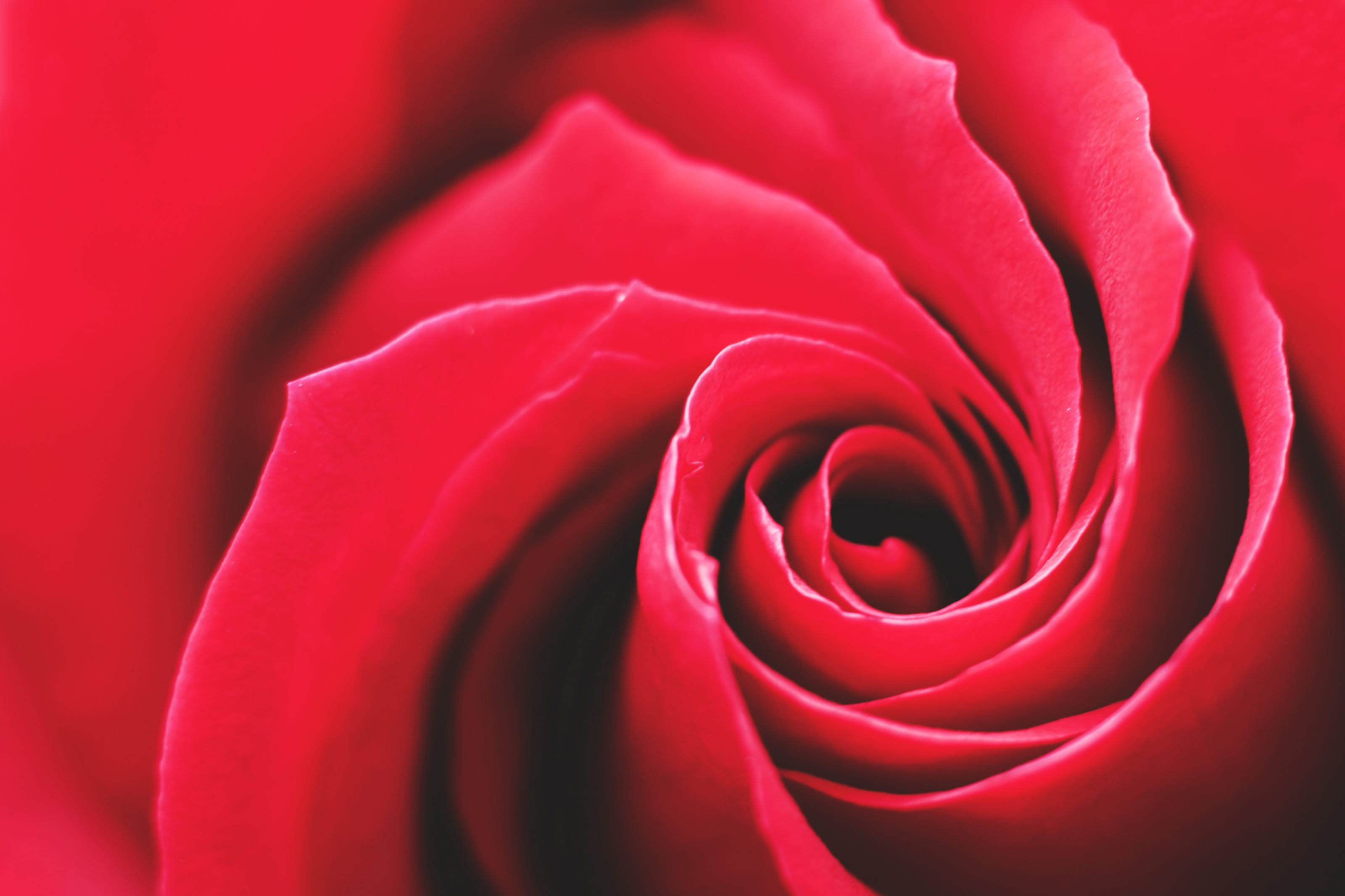 vulnerability, petal, extreme close-up, 2K, softness, no people, love, flowering plant, freshness, red, flower, nature, rose, valentines, romantic, flowers, HD Wallpaper