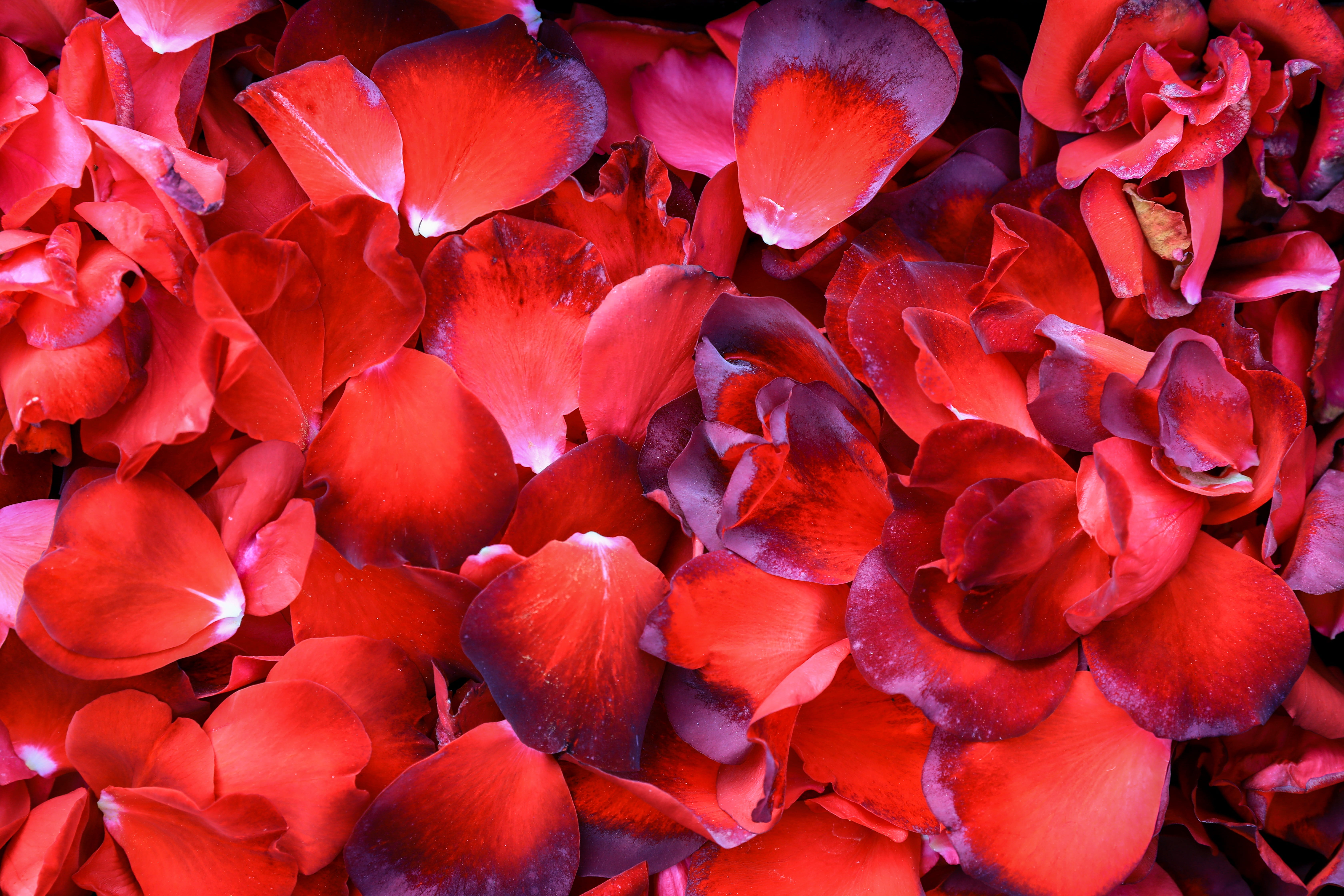 romantic, background, flowers, red, no people, abundance, vulnerability, rose petals, bunch of flowers, full frame, freshness, growth, day, rose, HD Wallpaper