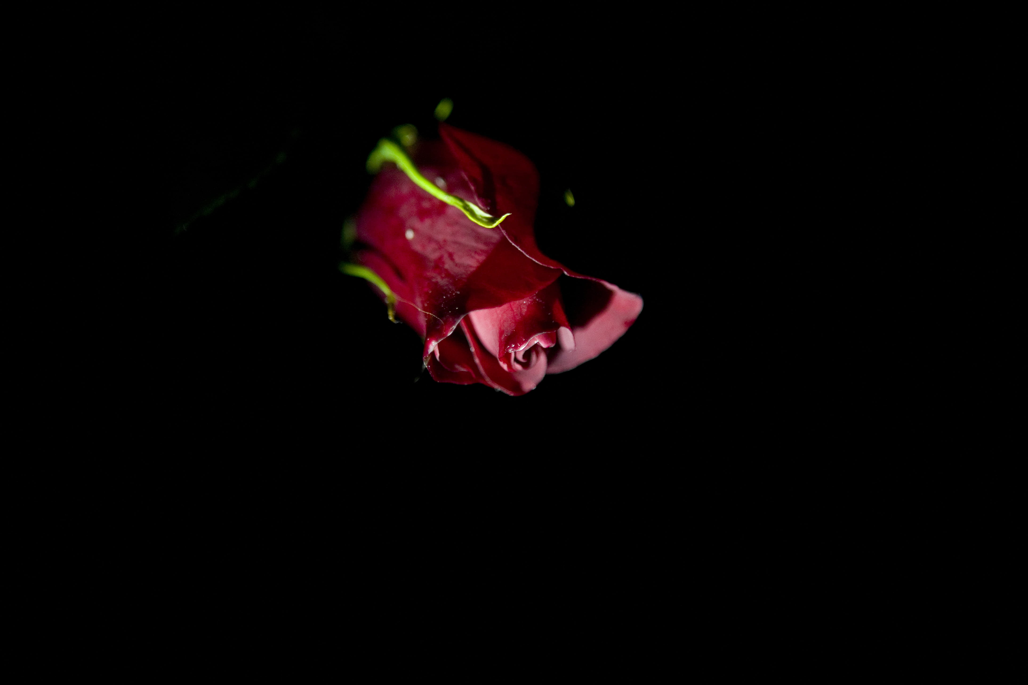 valentine, rose - flower, flower, single object, romance, flowering plant, copy space, back background, dramatic, no people, dark romance, red rose, black background, HD Wallpaper